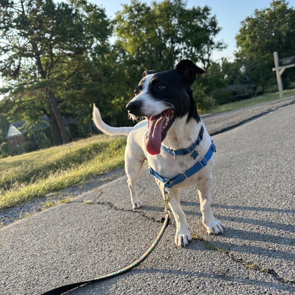 Enlarge Murphy, a Adoptable mixed breed in Nashville, TN image 2/6