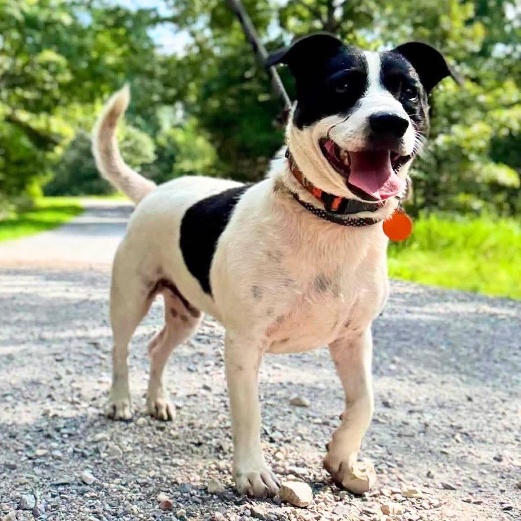 Enlarge Murphy, a Adoptable mixed breed in Nashville, TN image 3/6