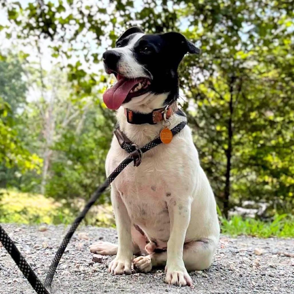 Enlarge Murphy, a Adoptable mixed breed in Nashville, TN image 5/6