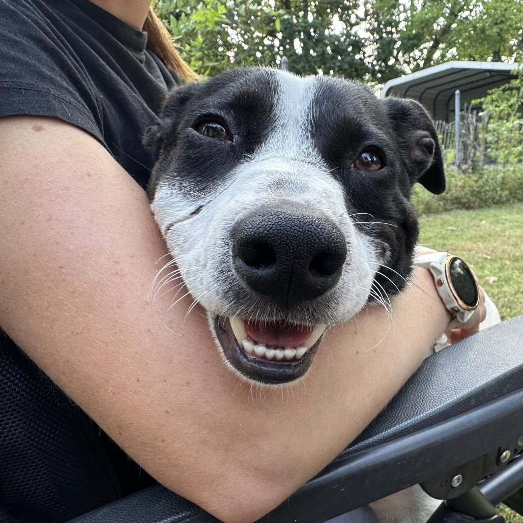 Enlarge Murphy, a Adoptable mixed breed in Nashville, TN image 6/6
