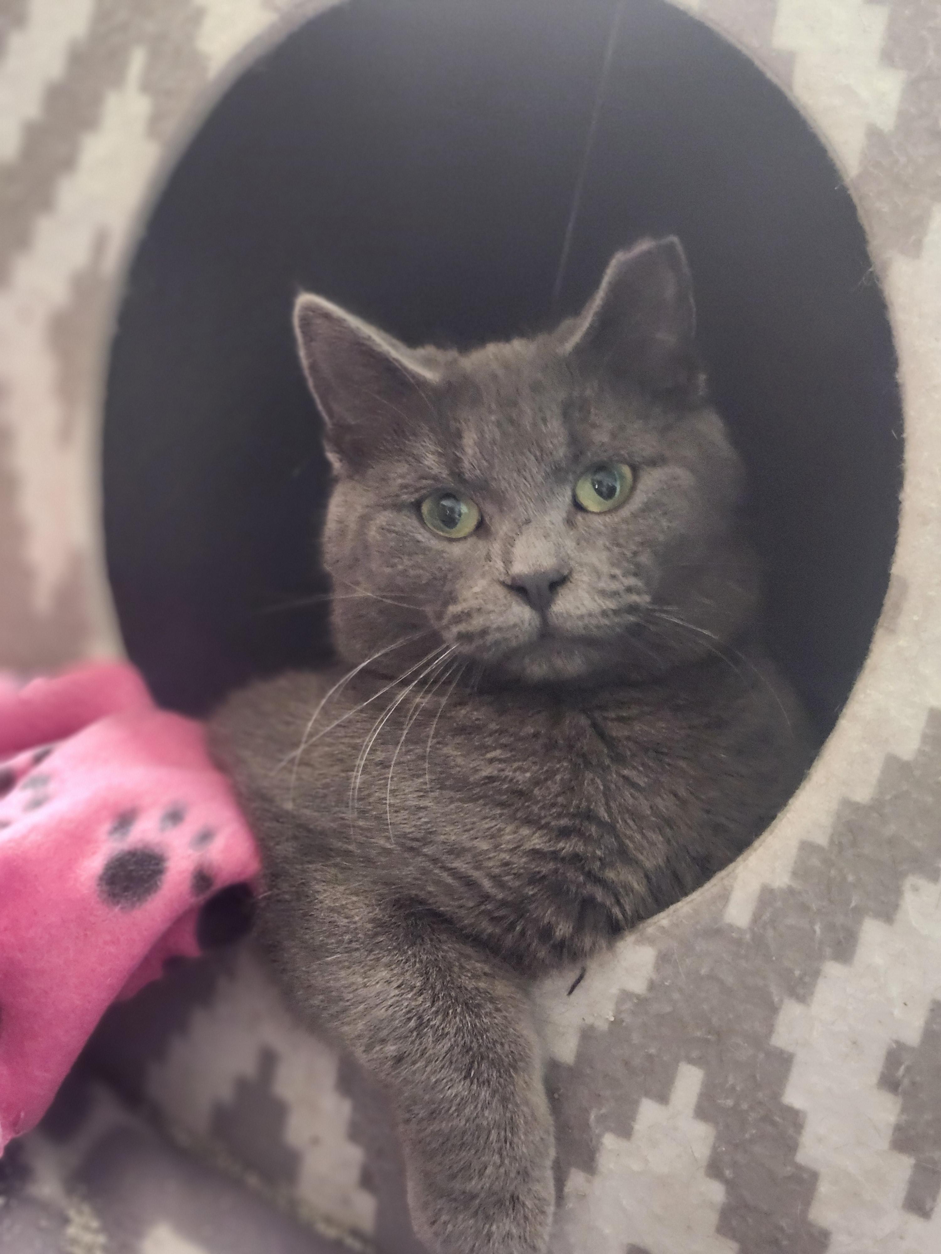 Gobstopper , Adoptable, Young Male Domestic Short Hair.