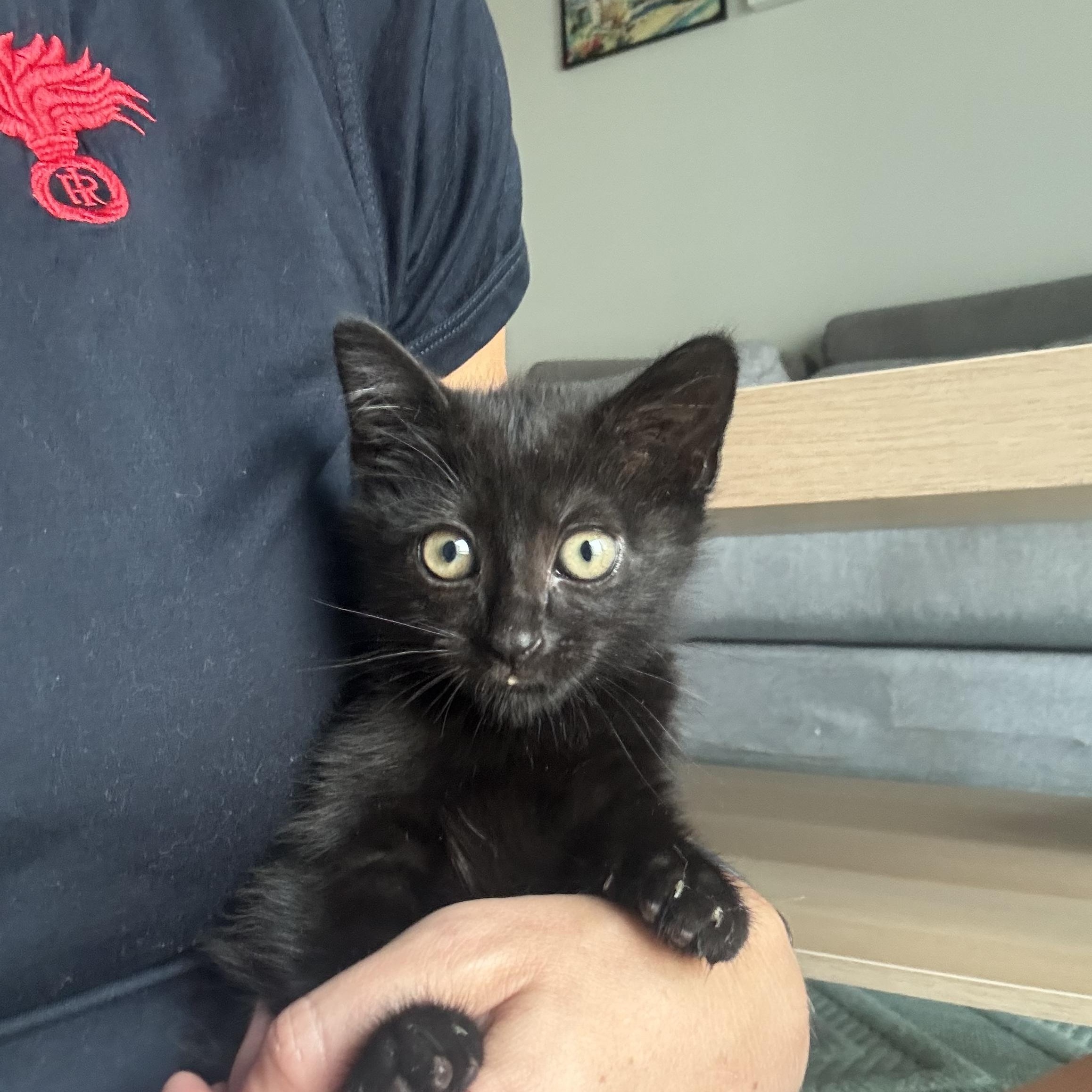 Samantha, ADOPTABLE, Kitten Female American Shorthair.
