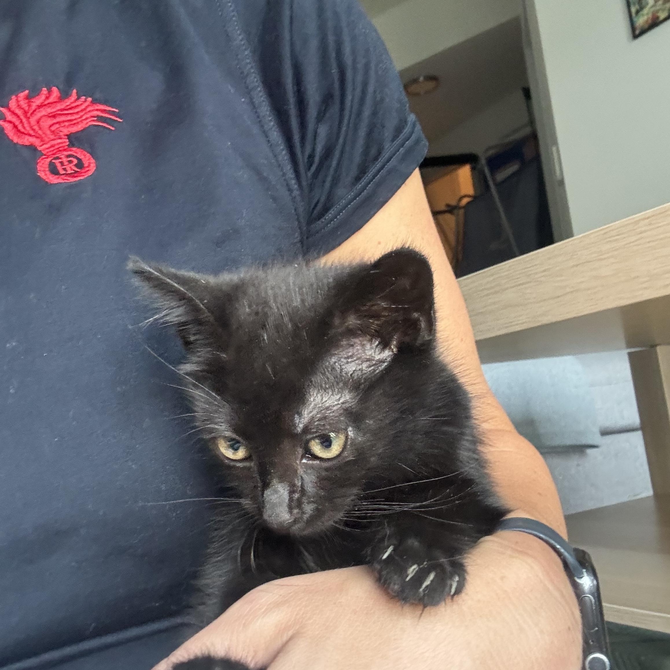 Samantha, a ADOPTABLE American Shorthair in Washington, DC image 2/2