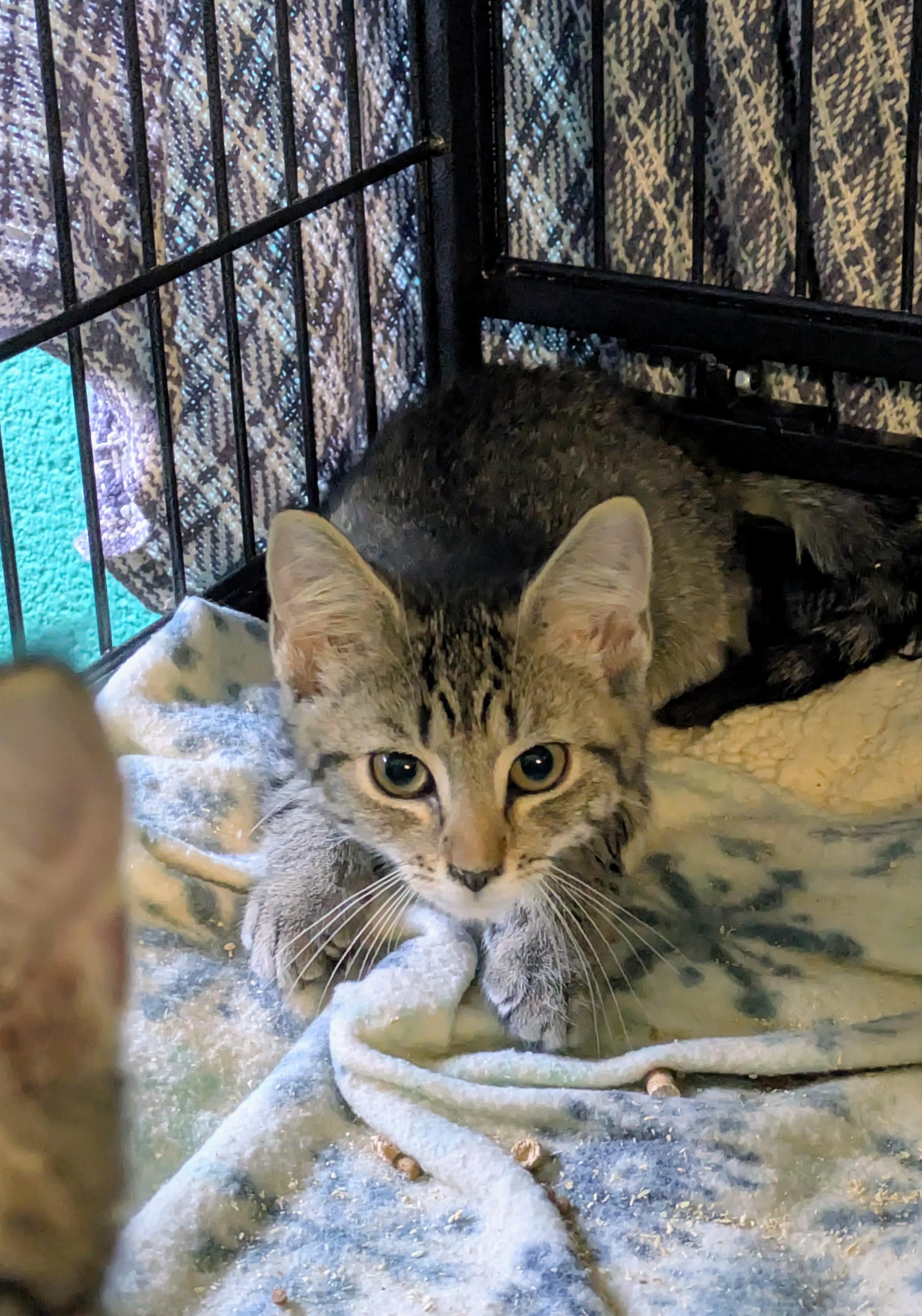 MayMay, Adoptable, Young Female Domestic Short Hair.