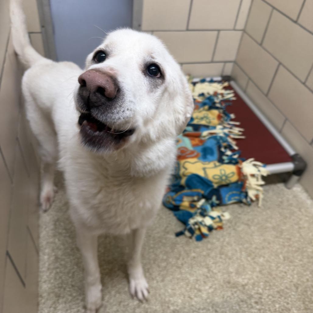 Denver, Adoptable, Senior Male Great Pyrenees & Labrador Retriever.
