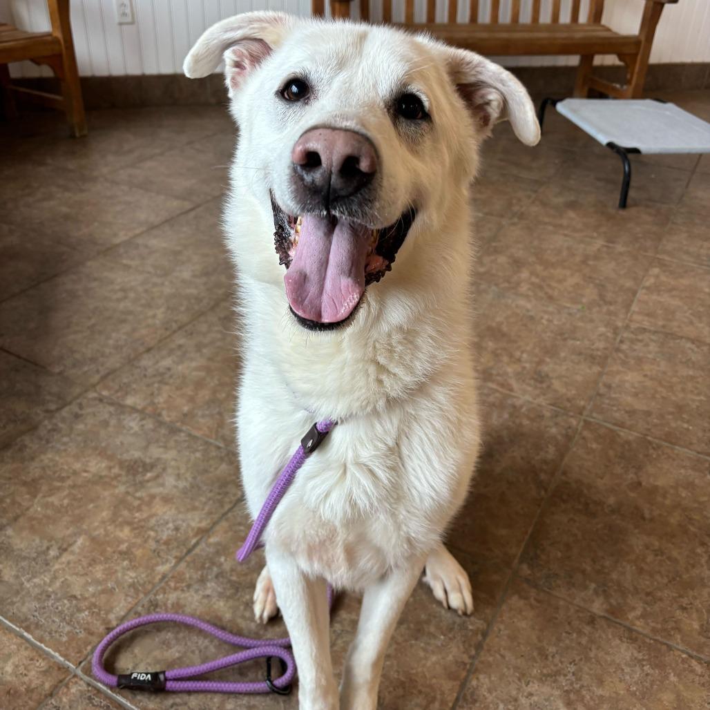 Enlarge Denver, a Adoptable mixed breed in Conshohocken, PA image 5/6