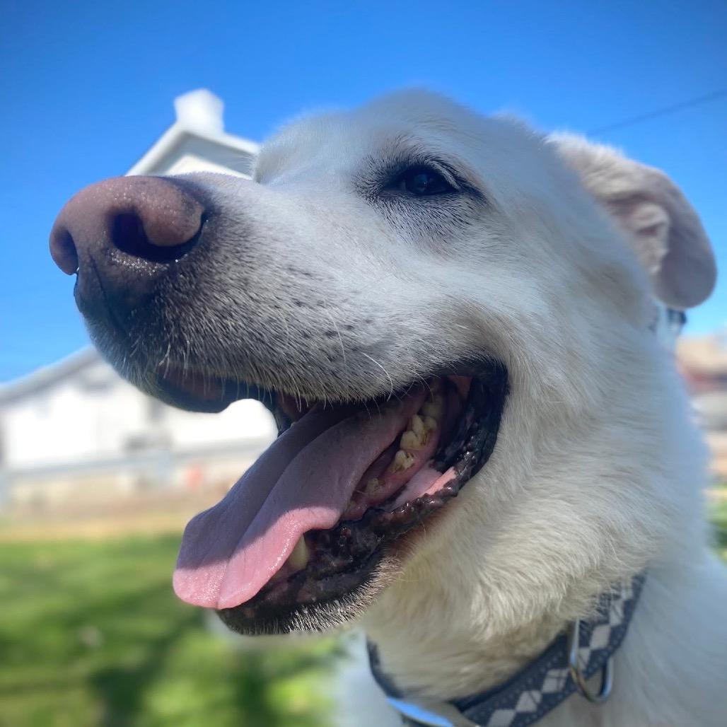 Enlarge Denver, a Adoptable mixed breed in Conshohocken, PA image 3/6