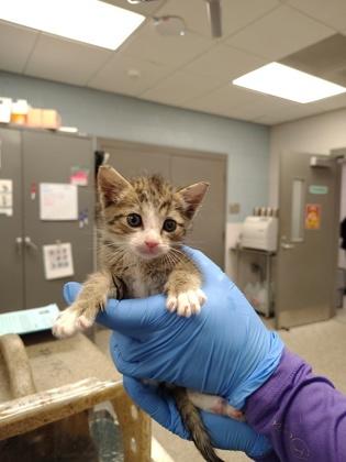 Rudolph, Adoptable, Kitten Female Domestic Medium Hair & Domestic Short Hair.