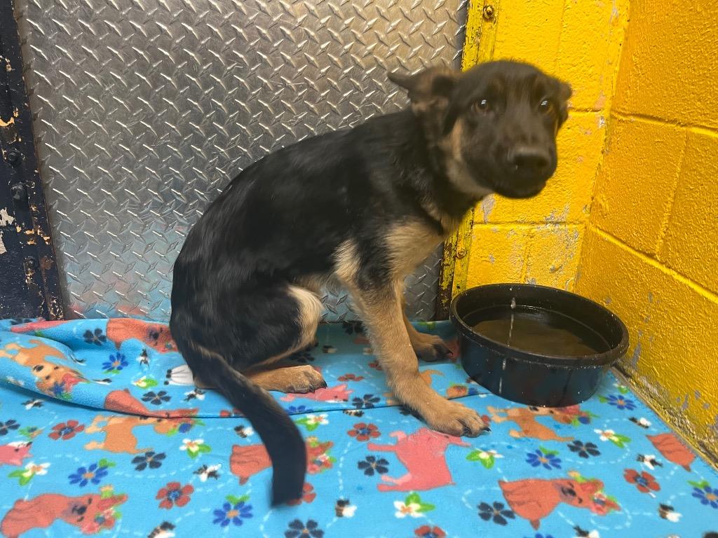 Choco, Adoptable, Young Male Mixed Breed.