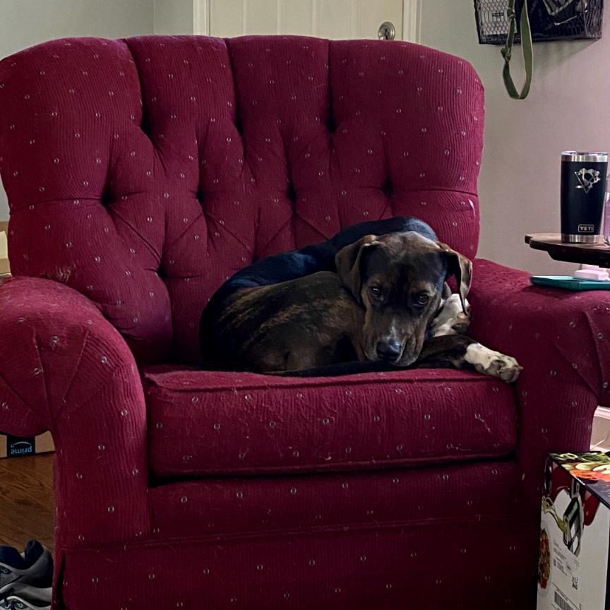 Abby, Adoptable, Senior Female Mountain Cur & Labrador Retriever.