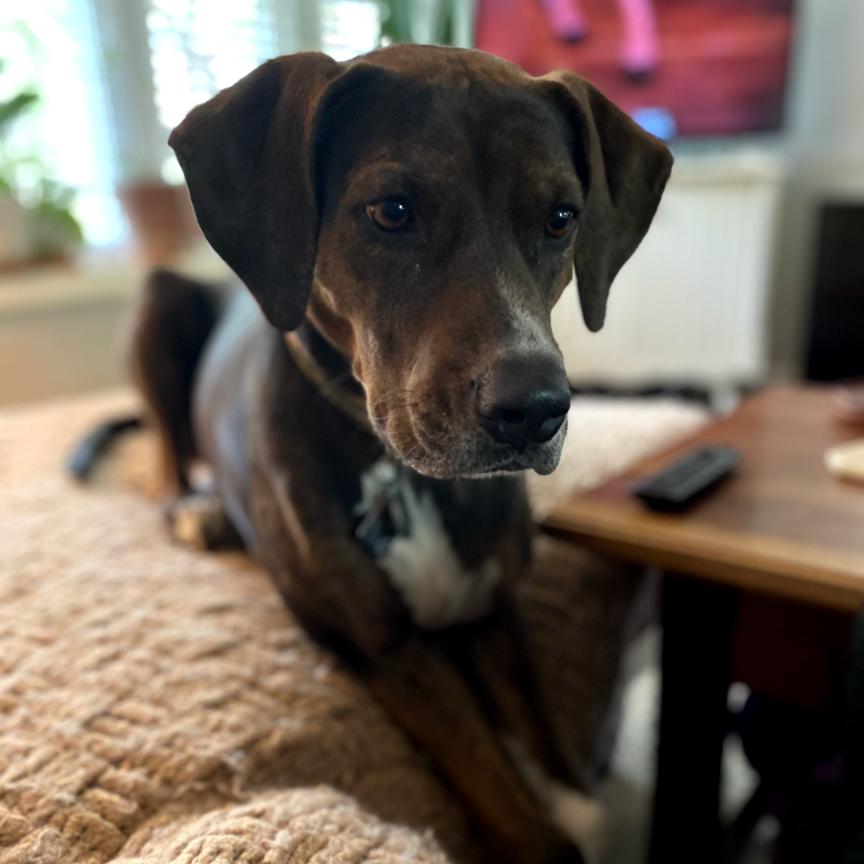 Enlarge Abby, a Adoptable mixed breed in Sherwood, OR image 2/6