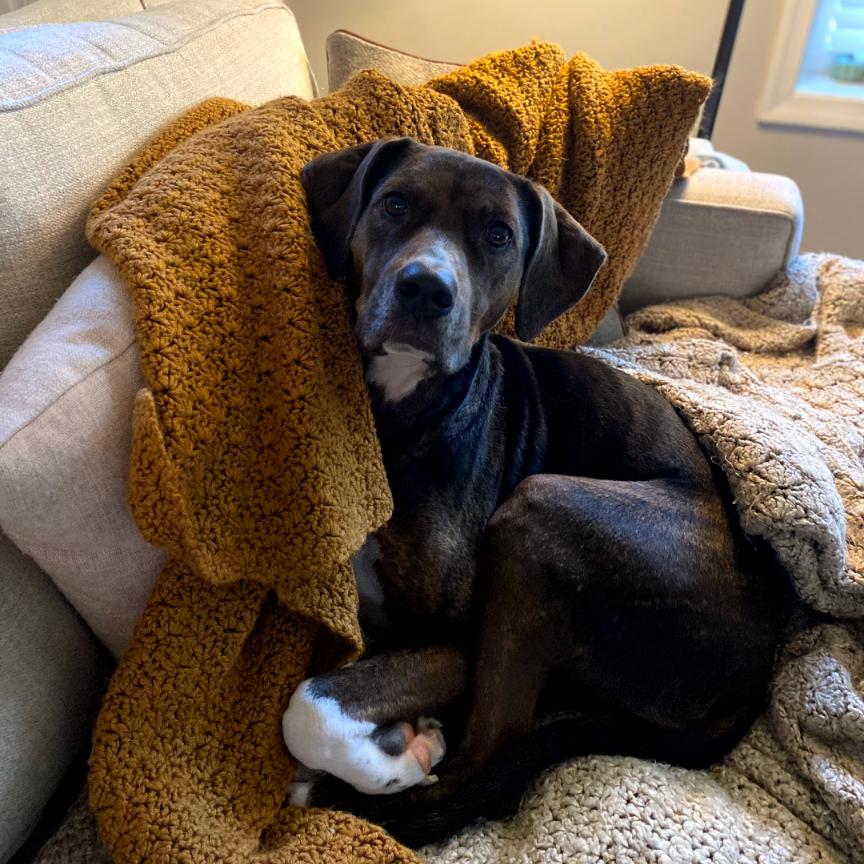 Enlarge Abby, a Adoptable mixed breed in Sherwood, OR image 3/6