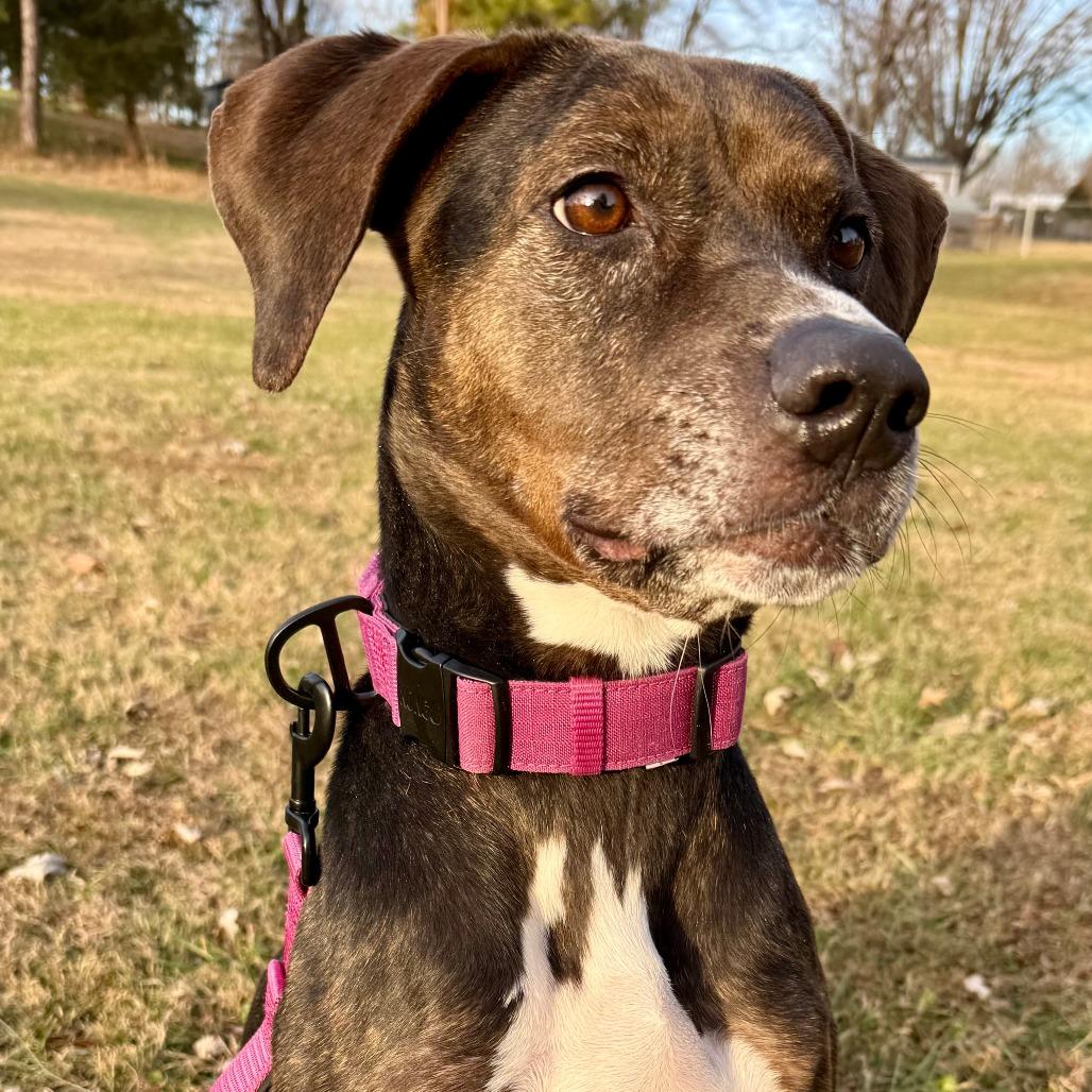 Enlarge Abby, a Adoptable mixed breed in Sherwood, OR image 4/6