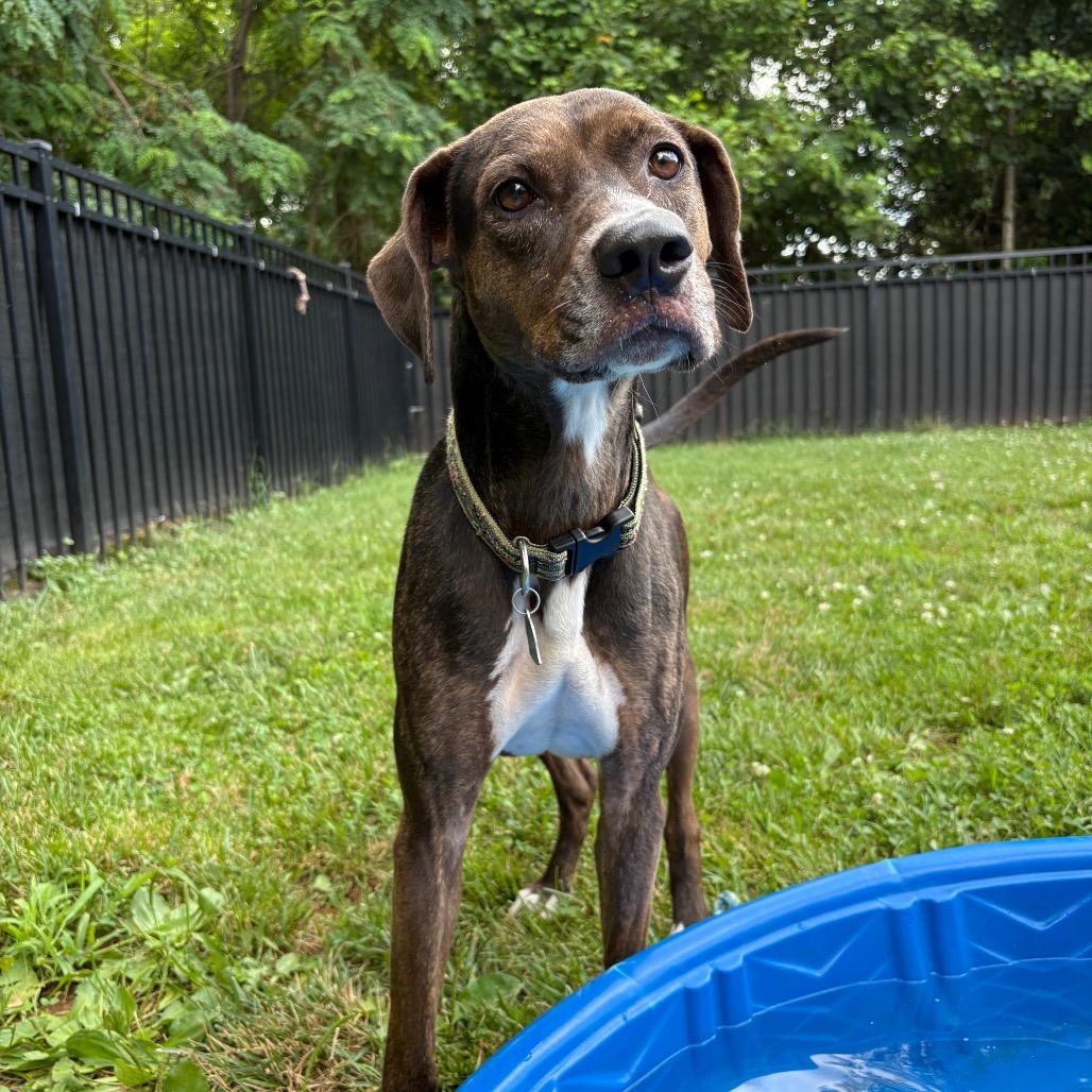 Enlarge Abby, a Adoptable mixed breed in Sherwood, OR image 5/6