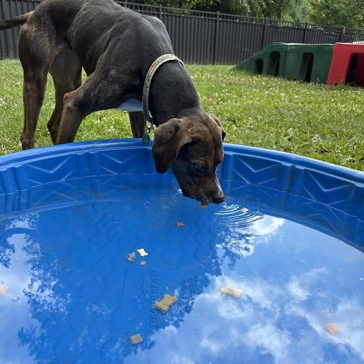 Enlarge Abby, a Adoptable mixed breed in Sherwood, OR image 6/6