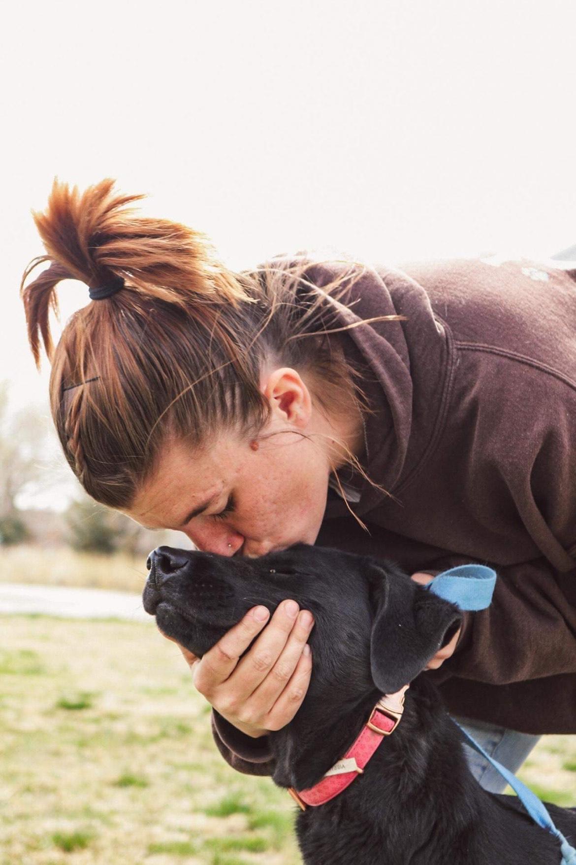 Basil, Adoptable, Adult Female Labrador Retriever.