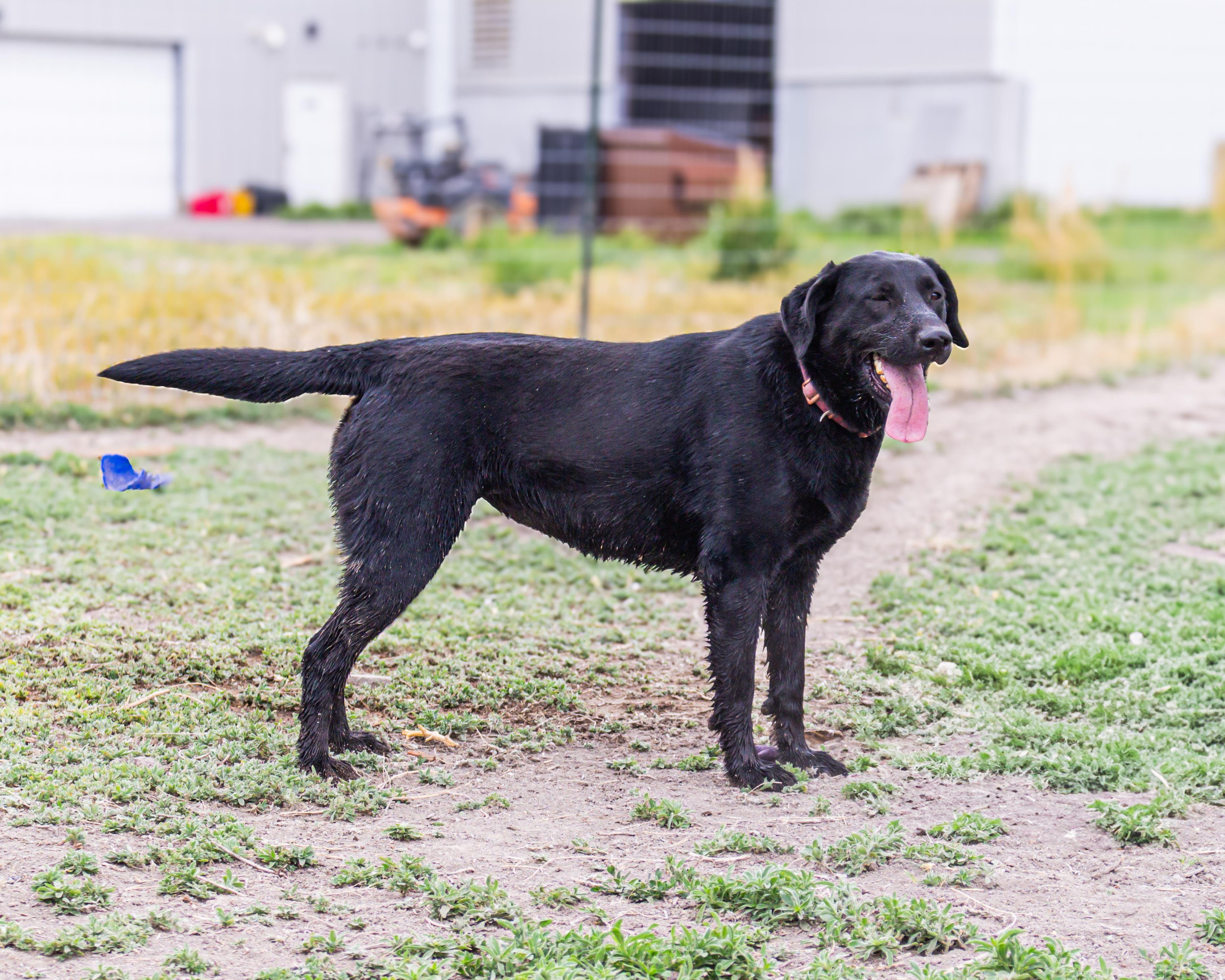 Enlarge Basil, a Adoptable Labrador Retriever in Grantsville, UT image 2/4