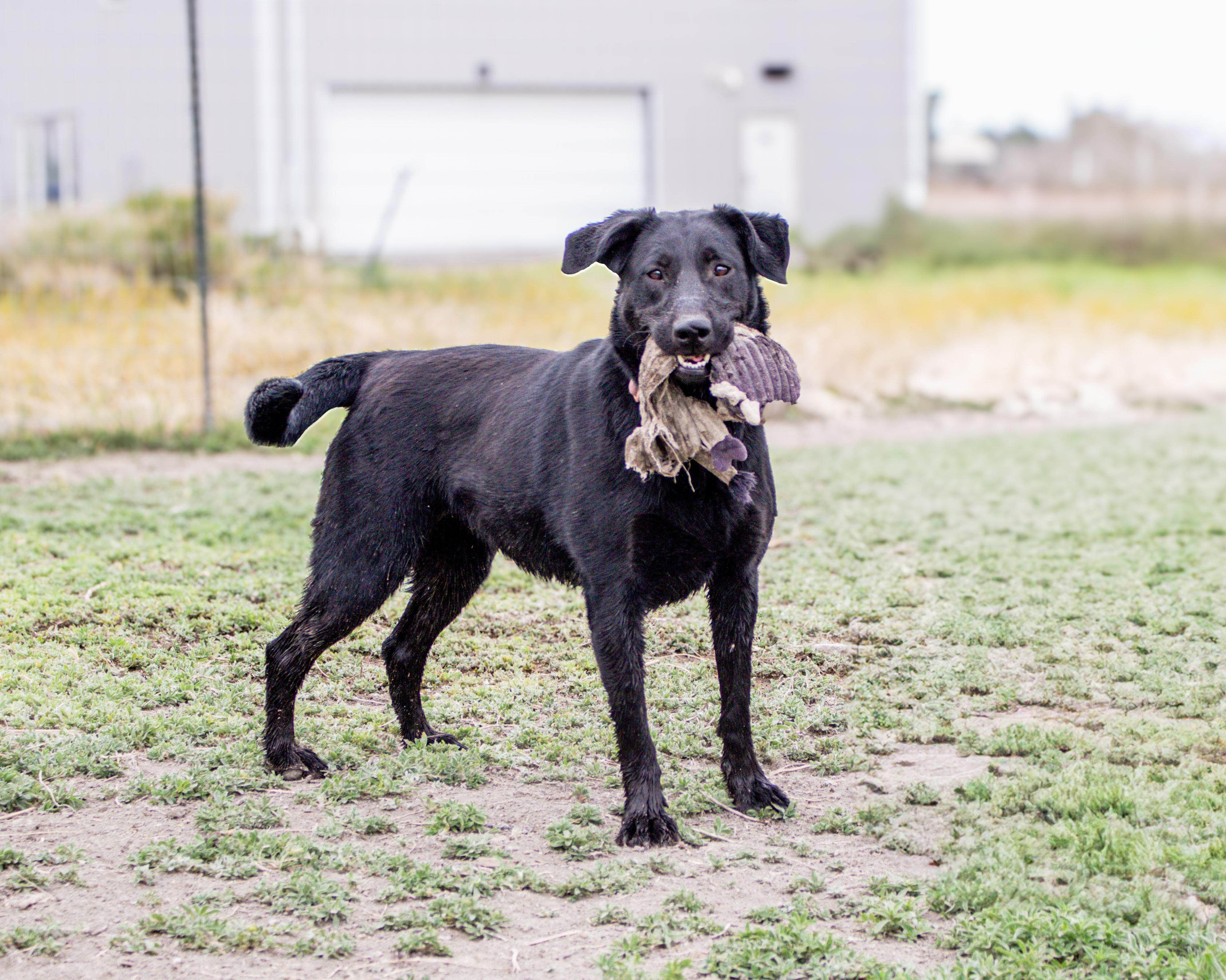 Enlarge Basil, a Adoptable Labrador Retriever in Grantsville, UT image 3/4