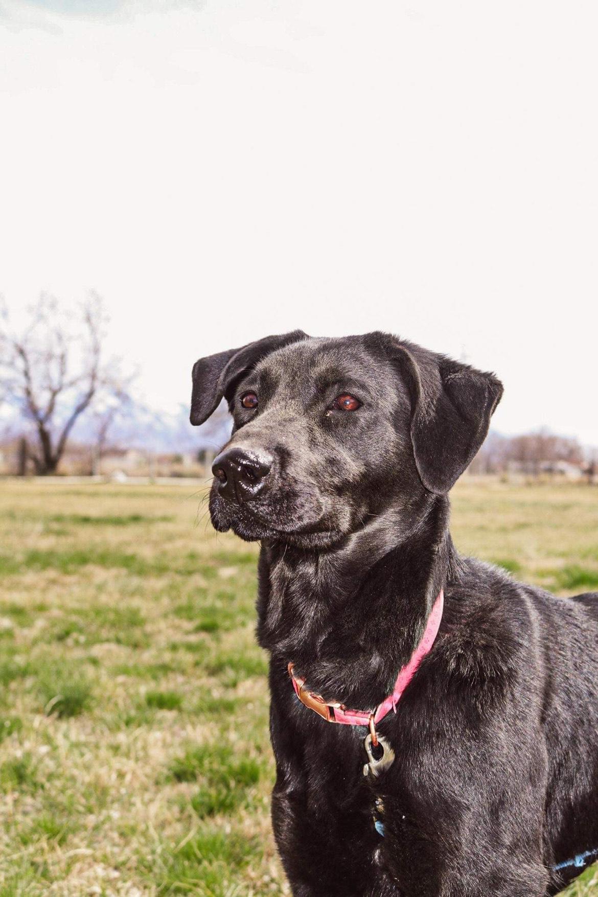 Basil, Adoptable, Adult Female Labrador Retriever.