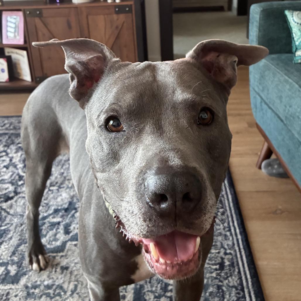 Enlarge Steve, a Adoptable mixed breed in Apache Junction, AZ image 3/6