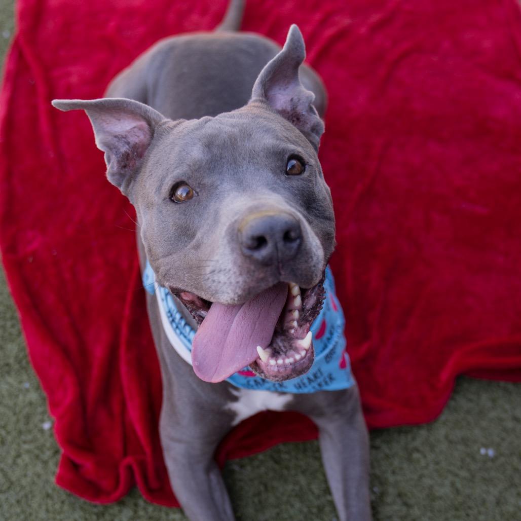 Enlarge Steve, a Adoptable mixed breed in Apache Junction, AZ image 4/6