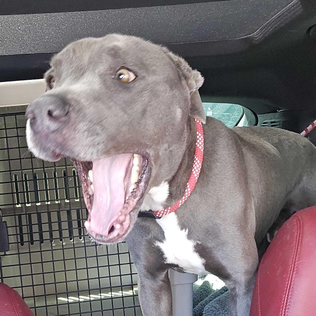 Steve, a Adoptable mixed breed in Apache Junction, AZ image 2/6