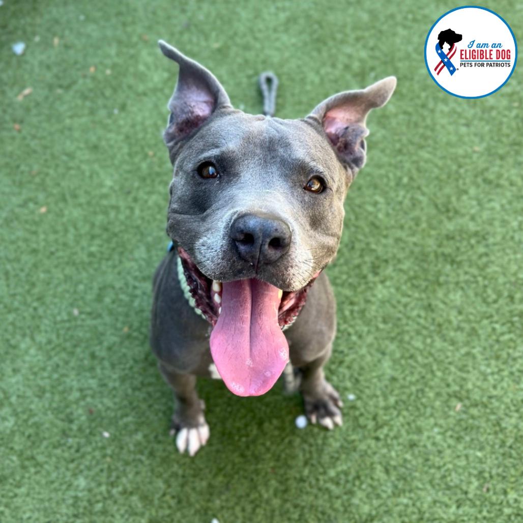 Steve, a Adoptable mixed breed in Apache Junction, AZ image 3/6