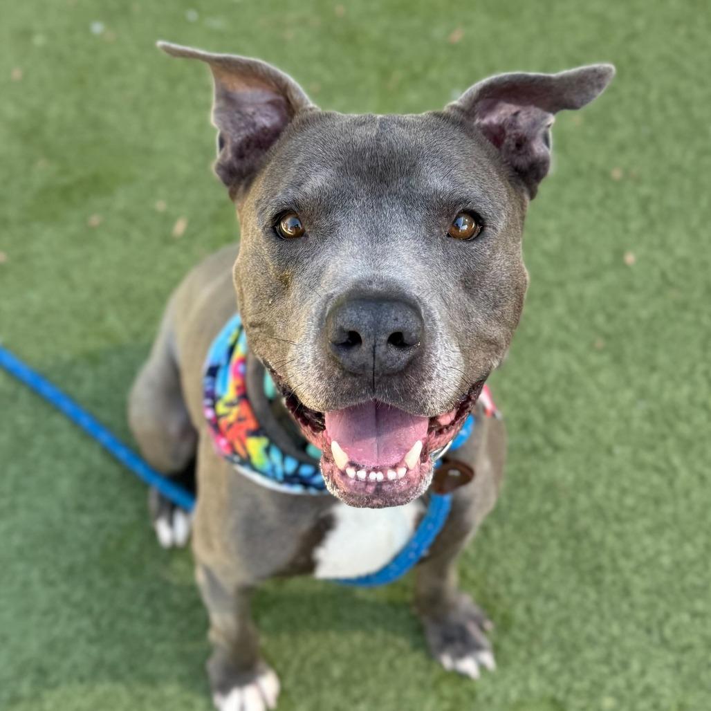 Steve, a Adoptable mixed breed in Apache Junction, AZ image 4/6
