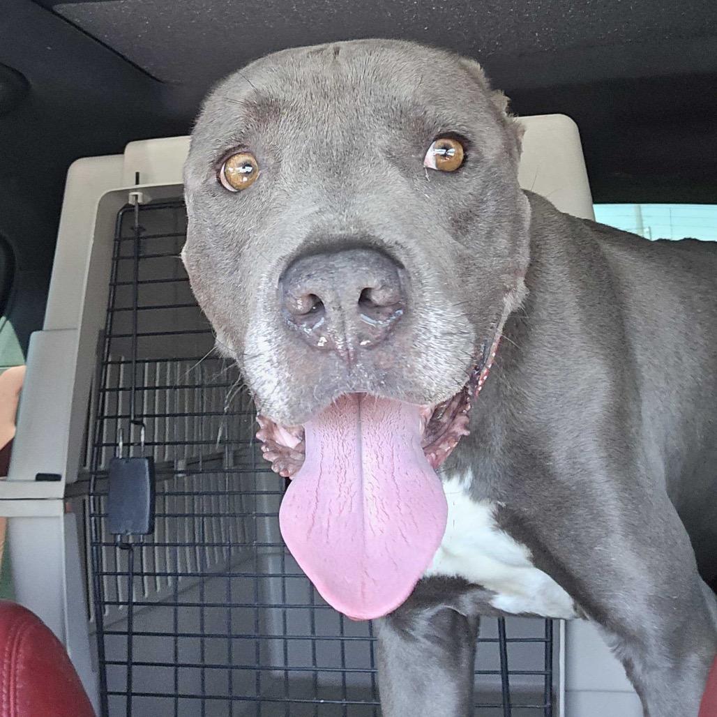 Steve, a Adoptable mixed breed in Apache Junction, AZ image 5/6