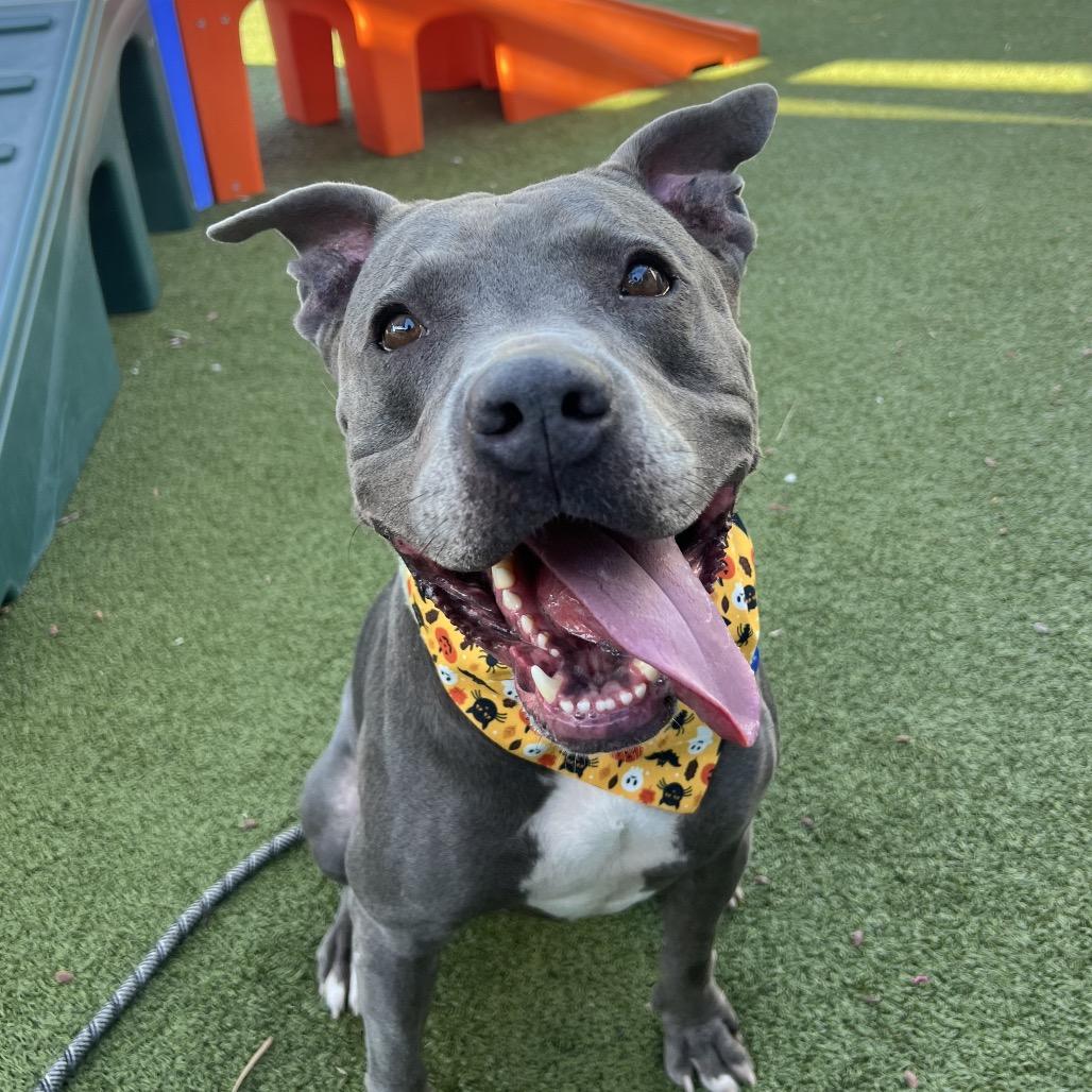 Steve, a Adoptable mixed breed in Apache Junction, AZ image 6/6