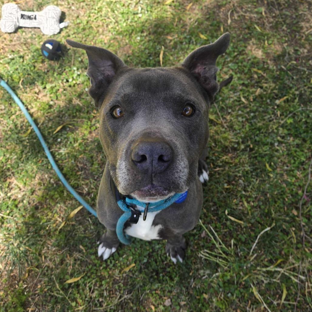 Enlarge Steve, a Adoptable mixed breed in Apache Junction, AZ image 6/6