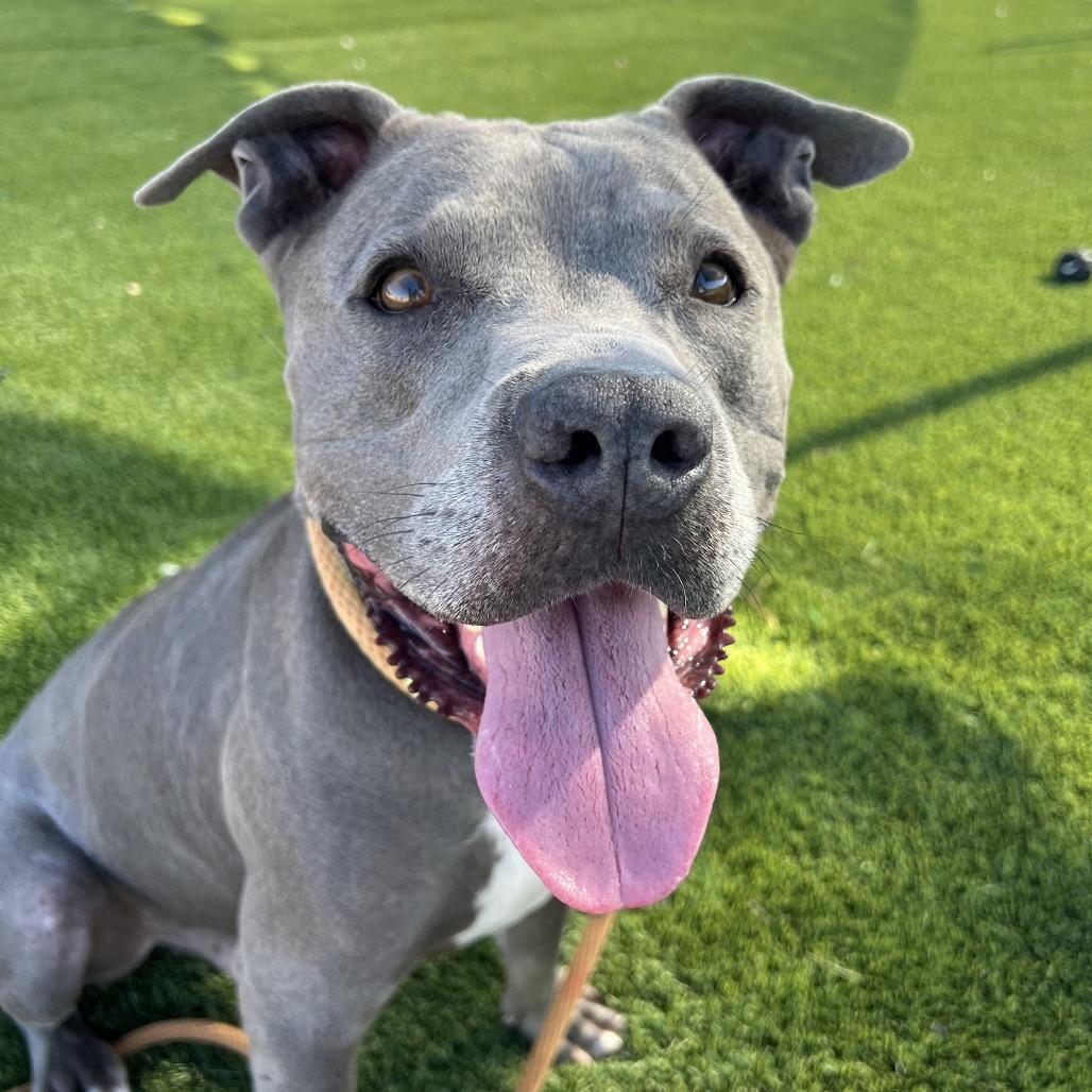 Steve, a Adoptable mixed breed in Apache Junction, AZ image 6/6