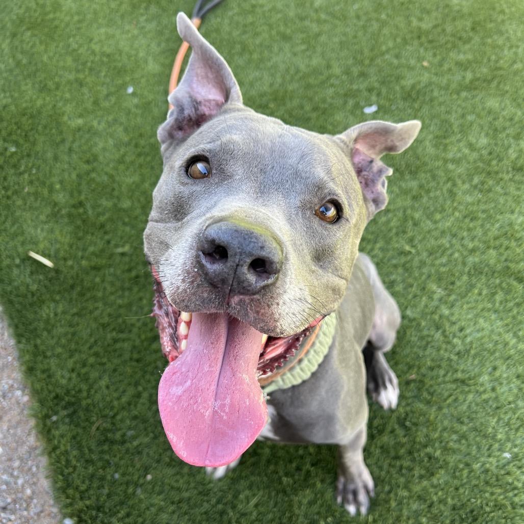 Enlarge Steve, a Adoptable mixed breed in Apache Junction, AZ image 6/6