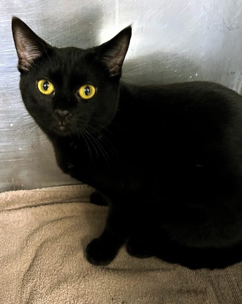 Gideon, Adoptable, Young Male Domestic Short Hair.