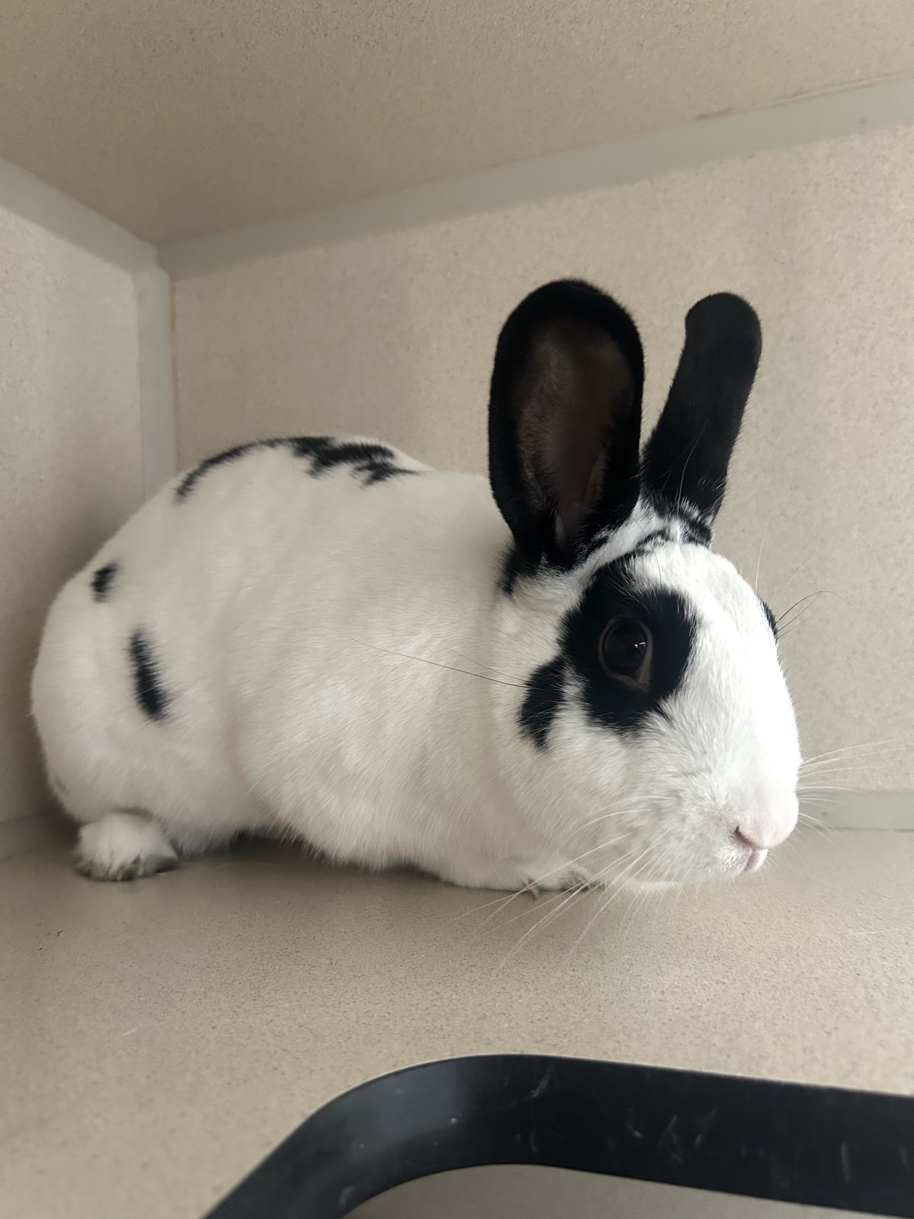 Daphne