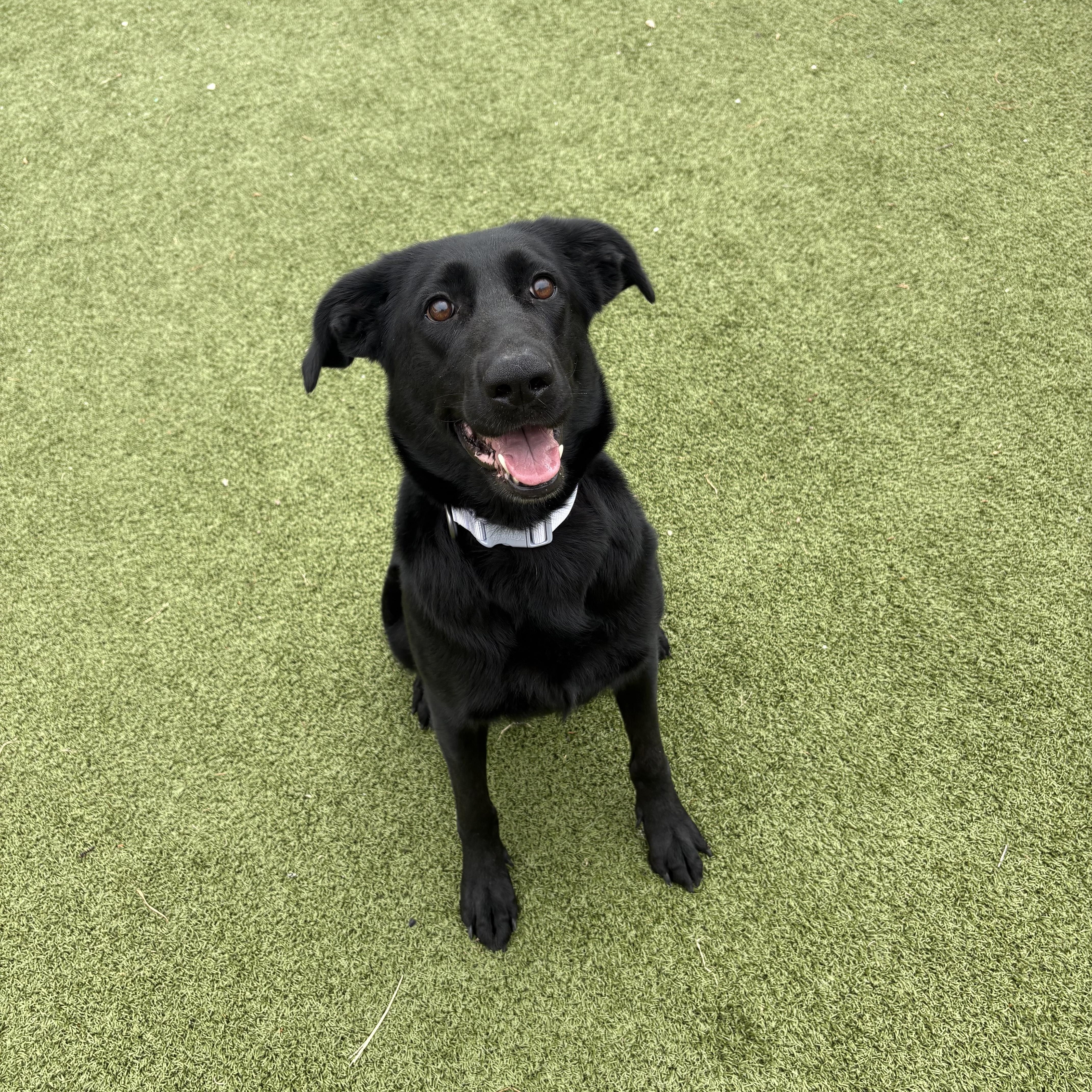 Enlarge Stormi, an adopted mixed breed in Hays, KS image 2/6