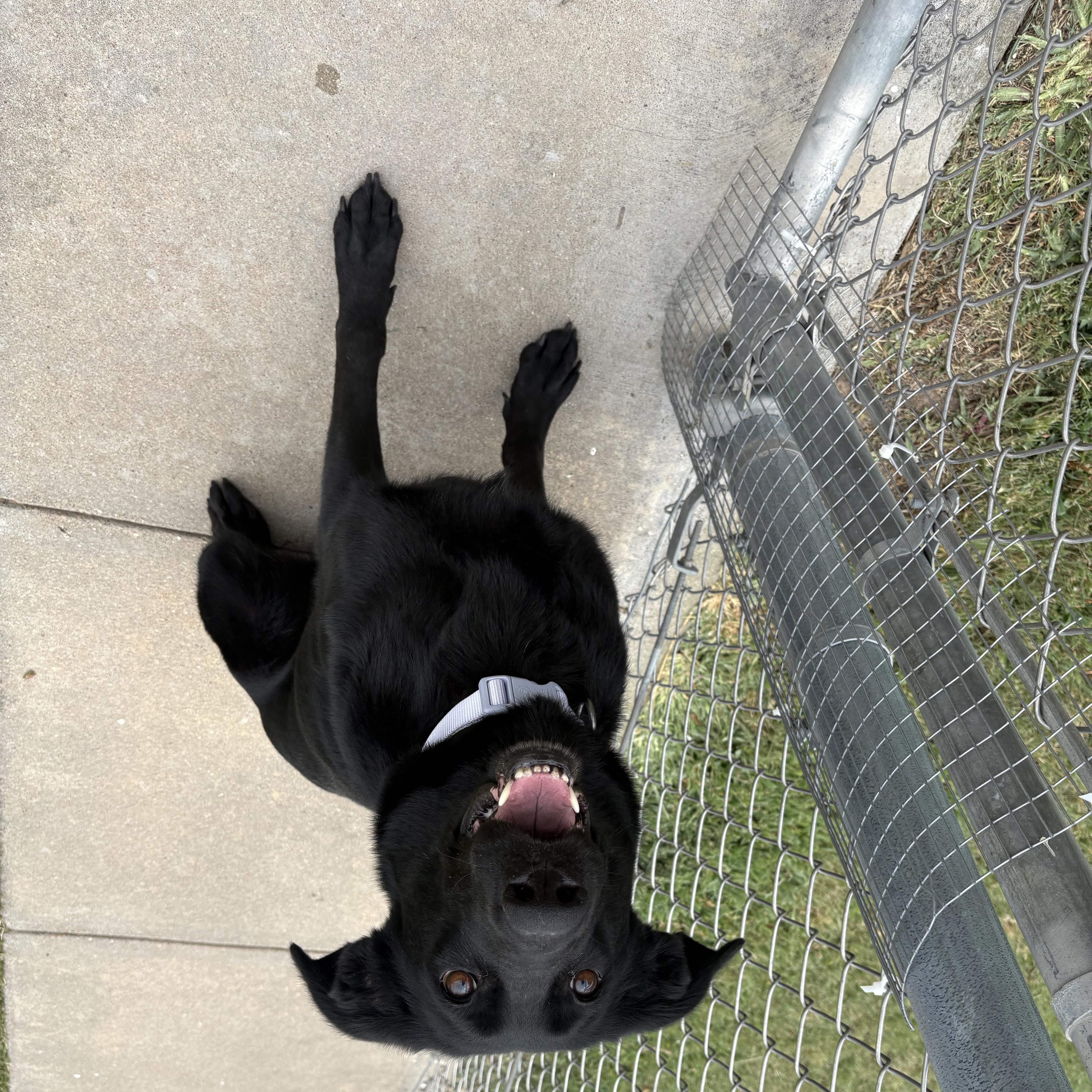 Enlarge Stormi, an adopted mixed breed in Hays, KS image 3/6