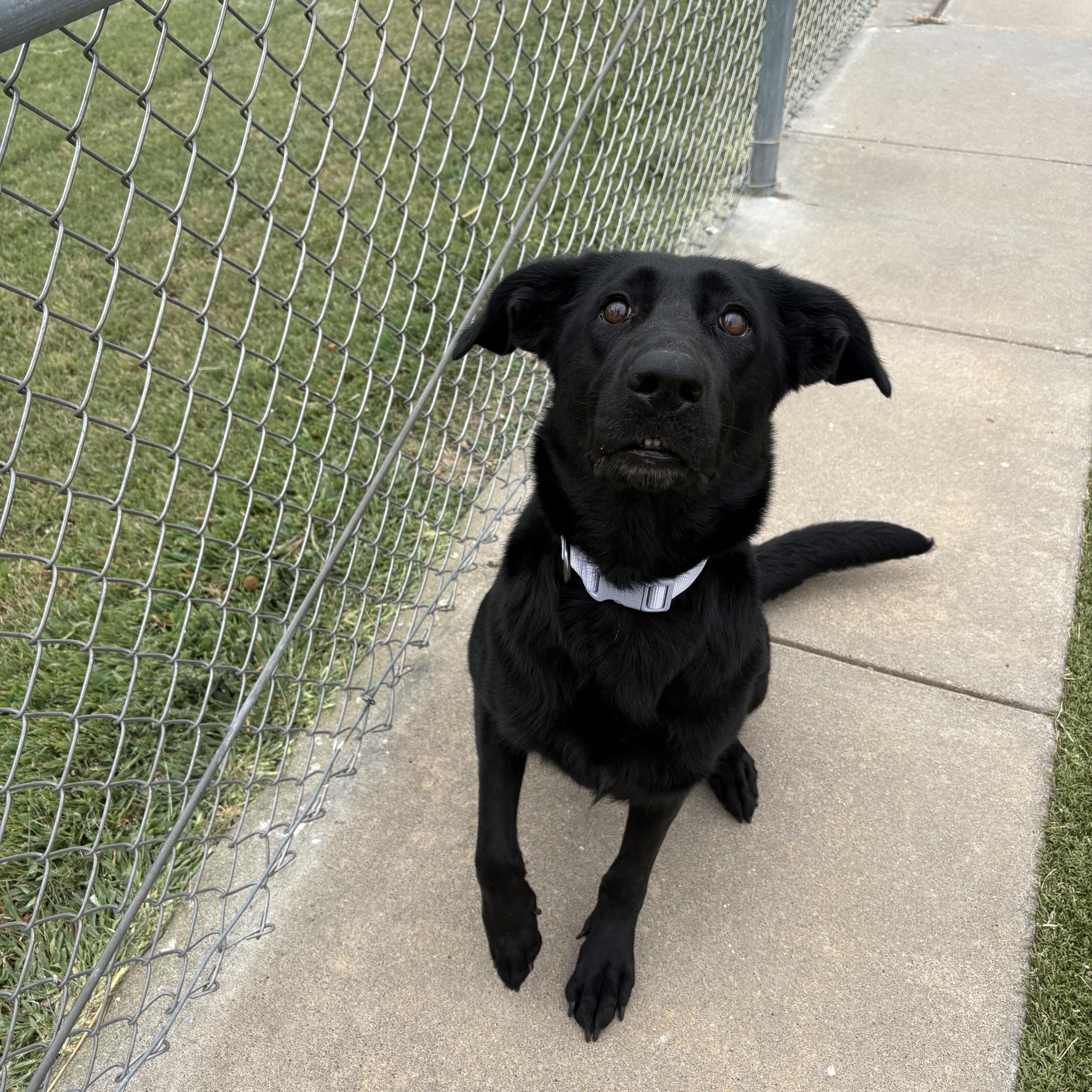 Enlarge Stormi, an adopted mixed breed in Hays, KS image 5/6
