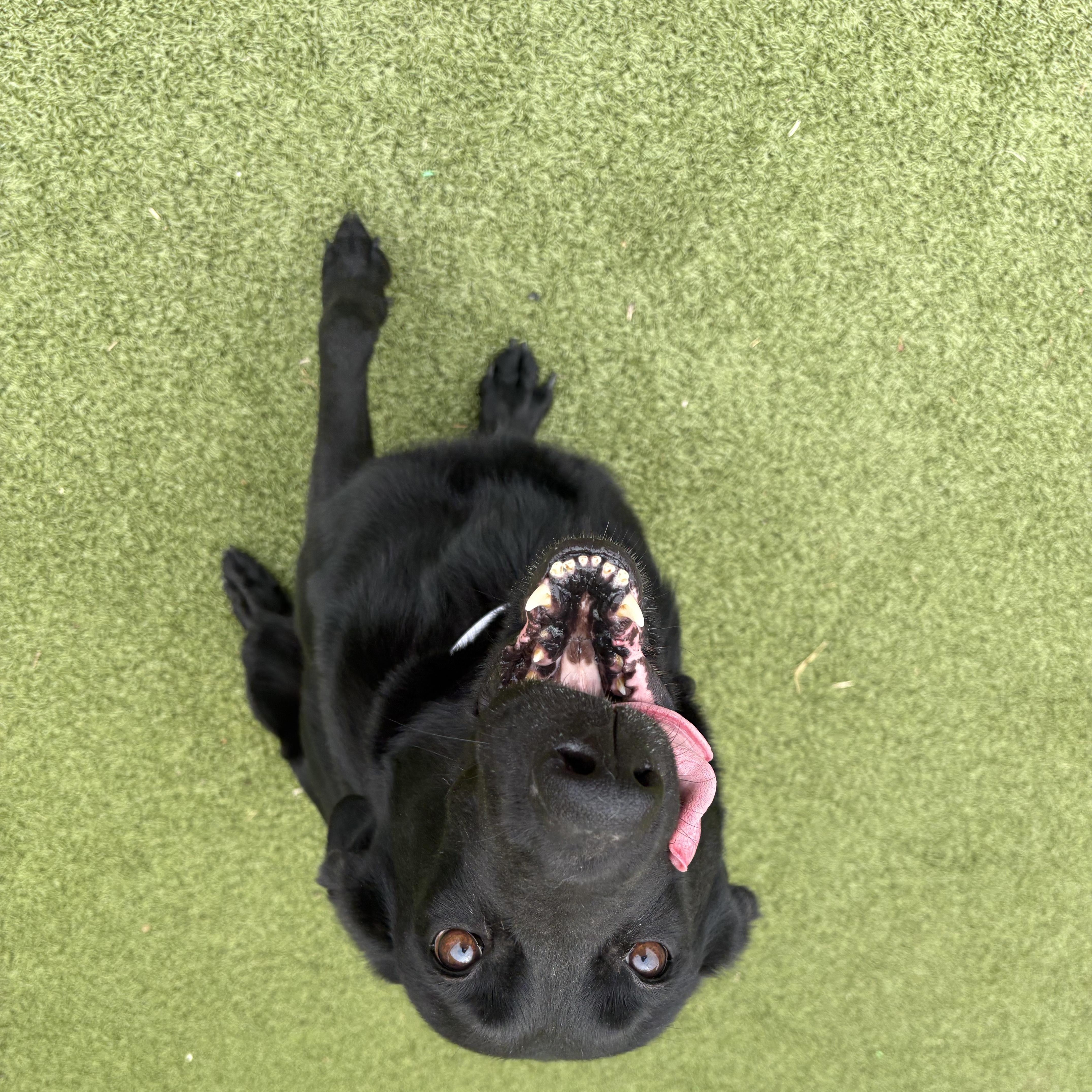 Enlarge Stormi, an adopted mixed breed in Hays, KS image 4/6