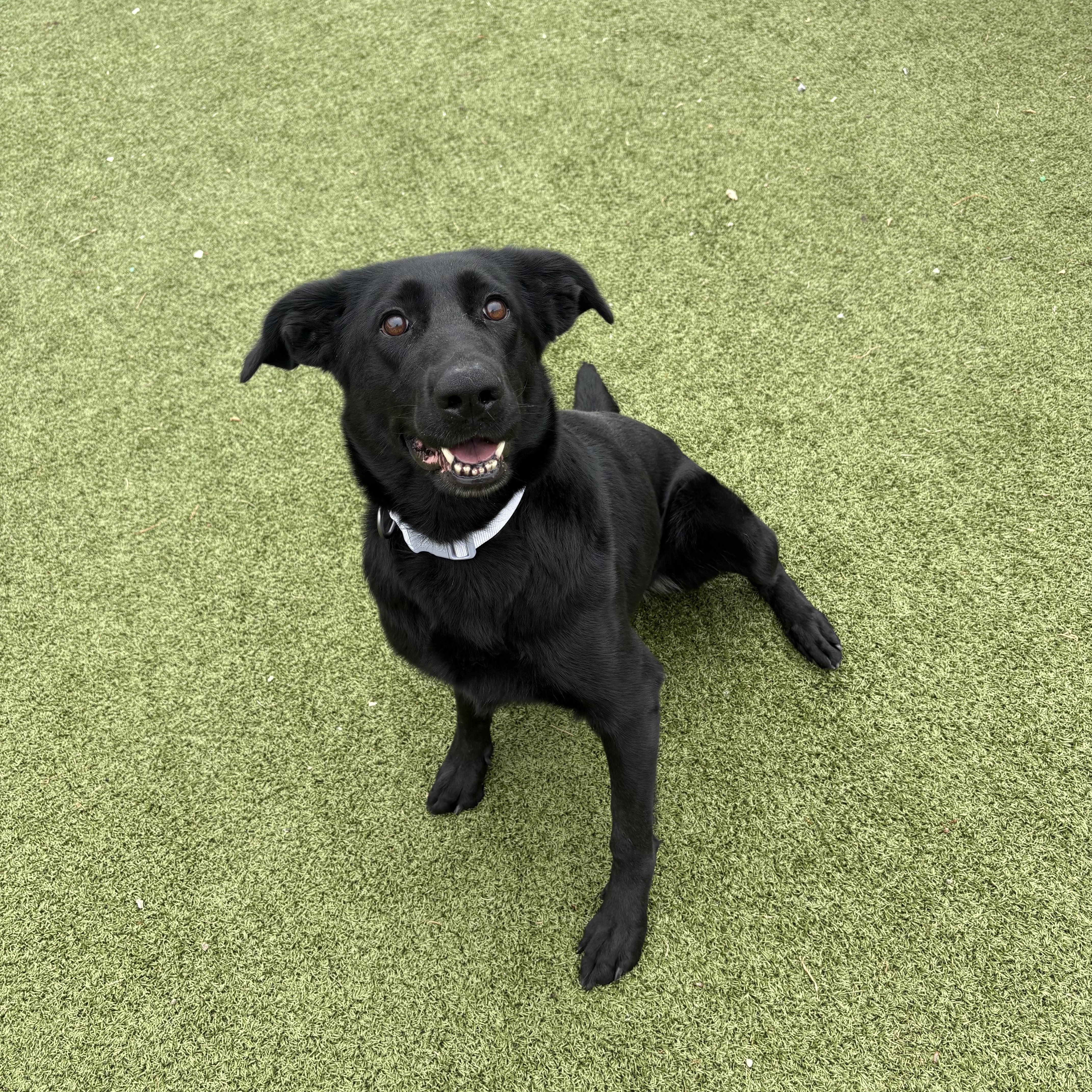 Enlarge Stormi, an adopted mixed breed in Hays, KS image 6/6