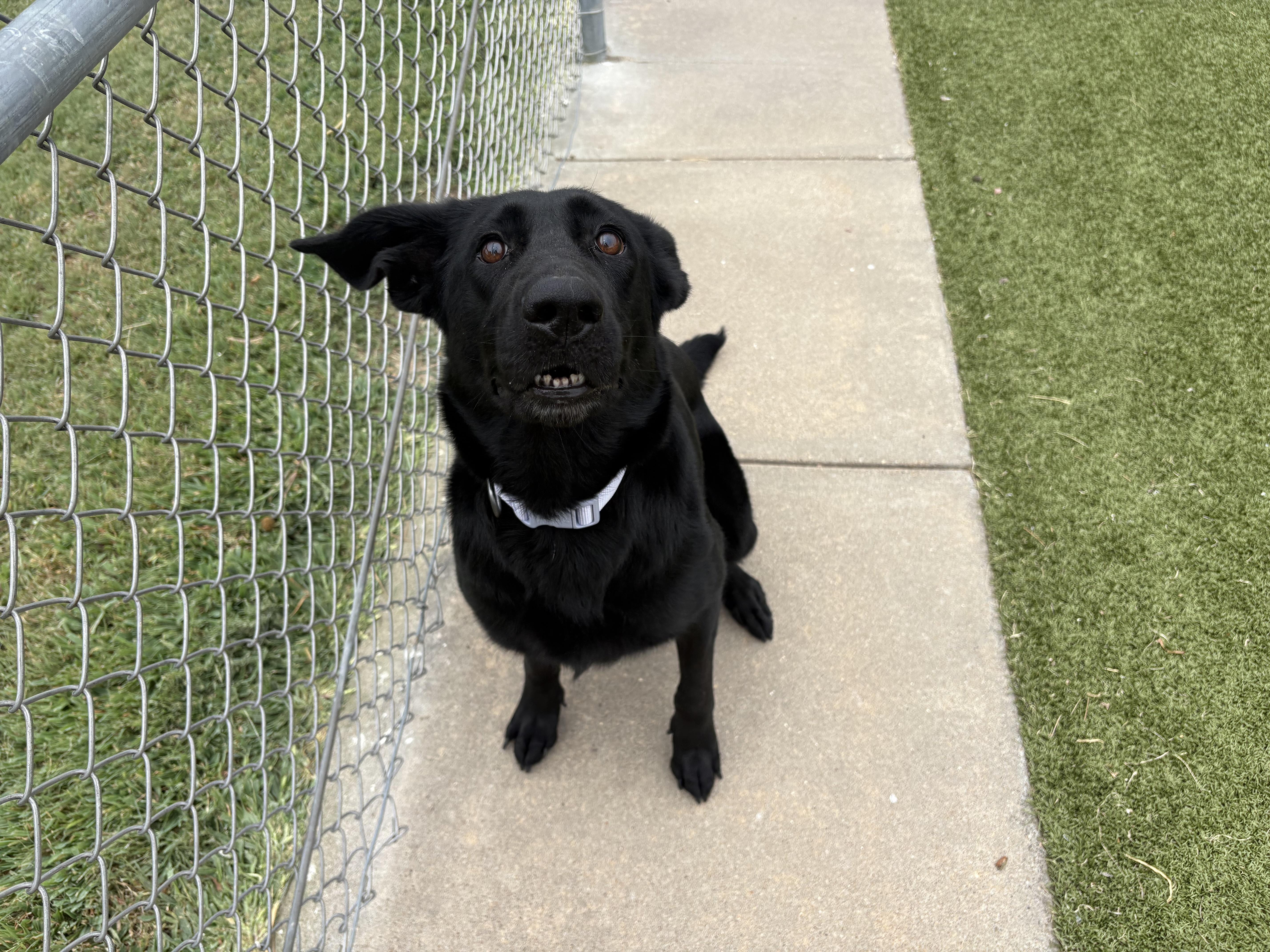Stormi, adopted, Adult Female Black Labrador Retriever.