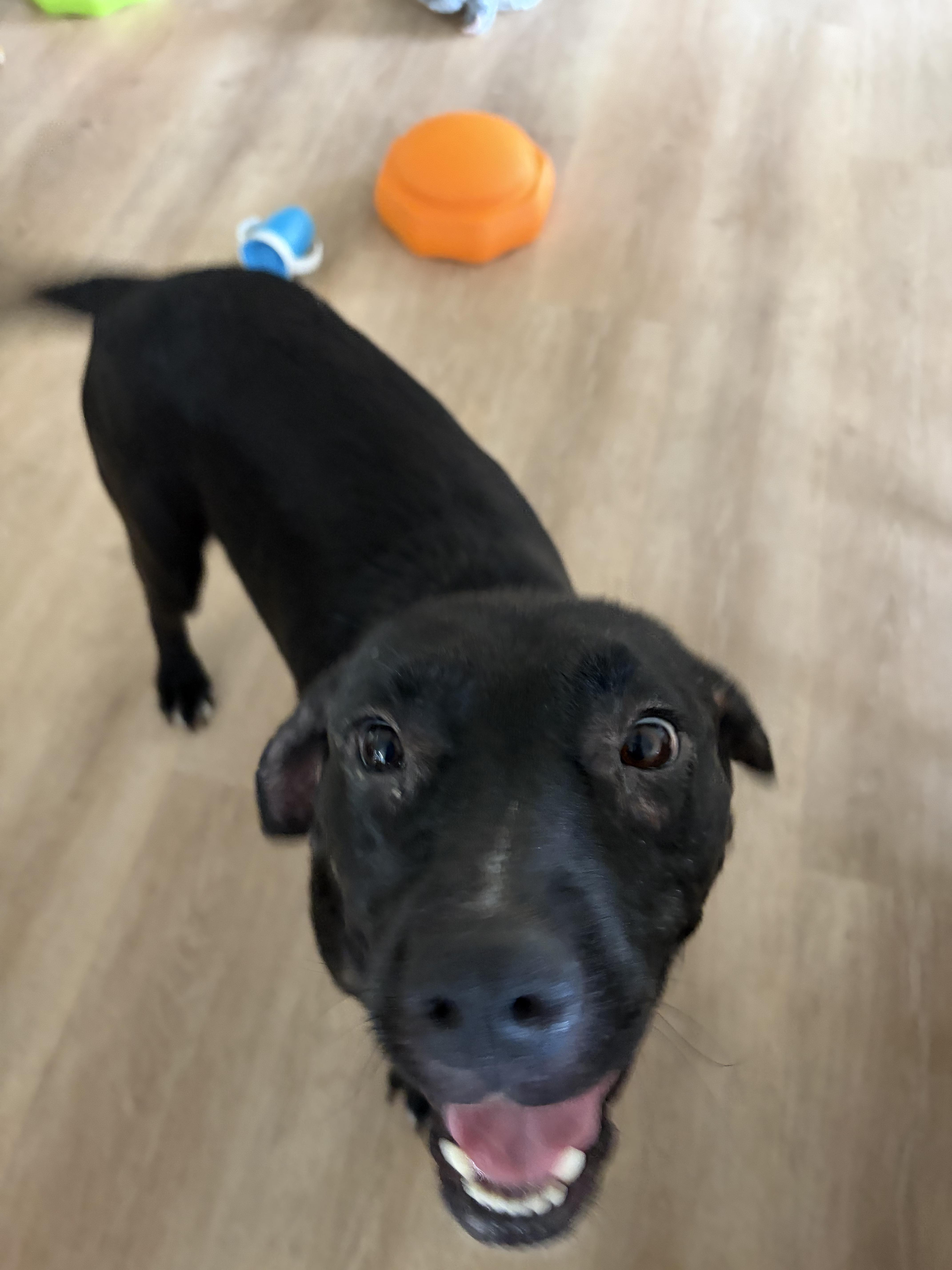 DOLLY, a ADOPTABLE mixed breed in Fuquay Varina, NC image 2/3