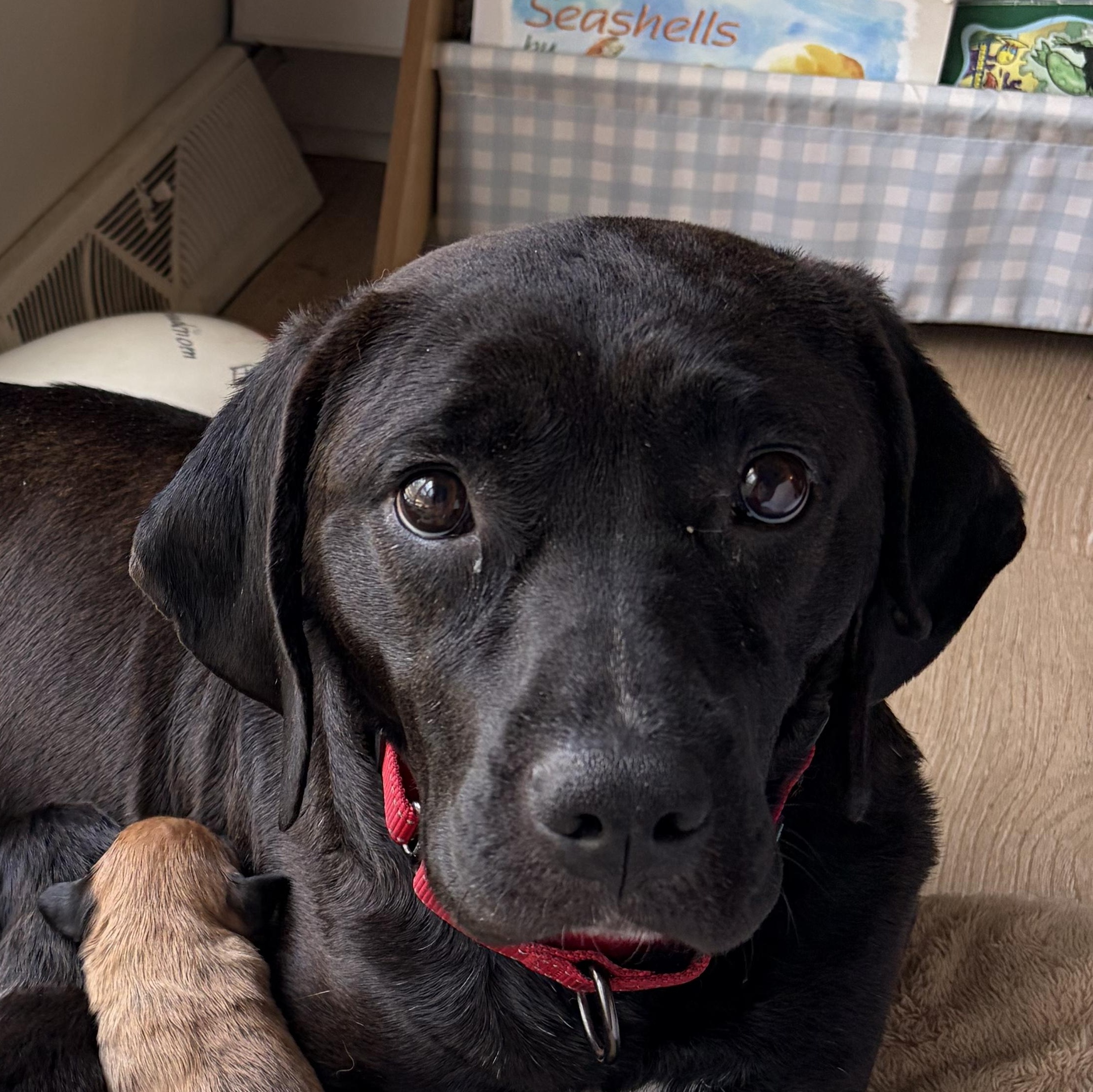 DOLLY, ADOPTABLE, Young Female Chocolate Labrador Retriever.