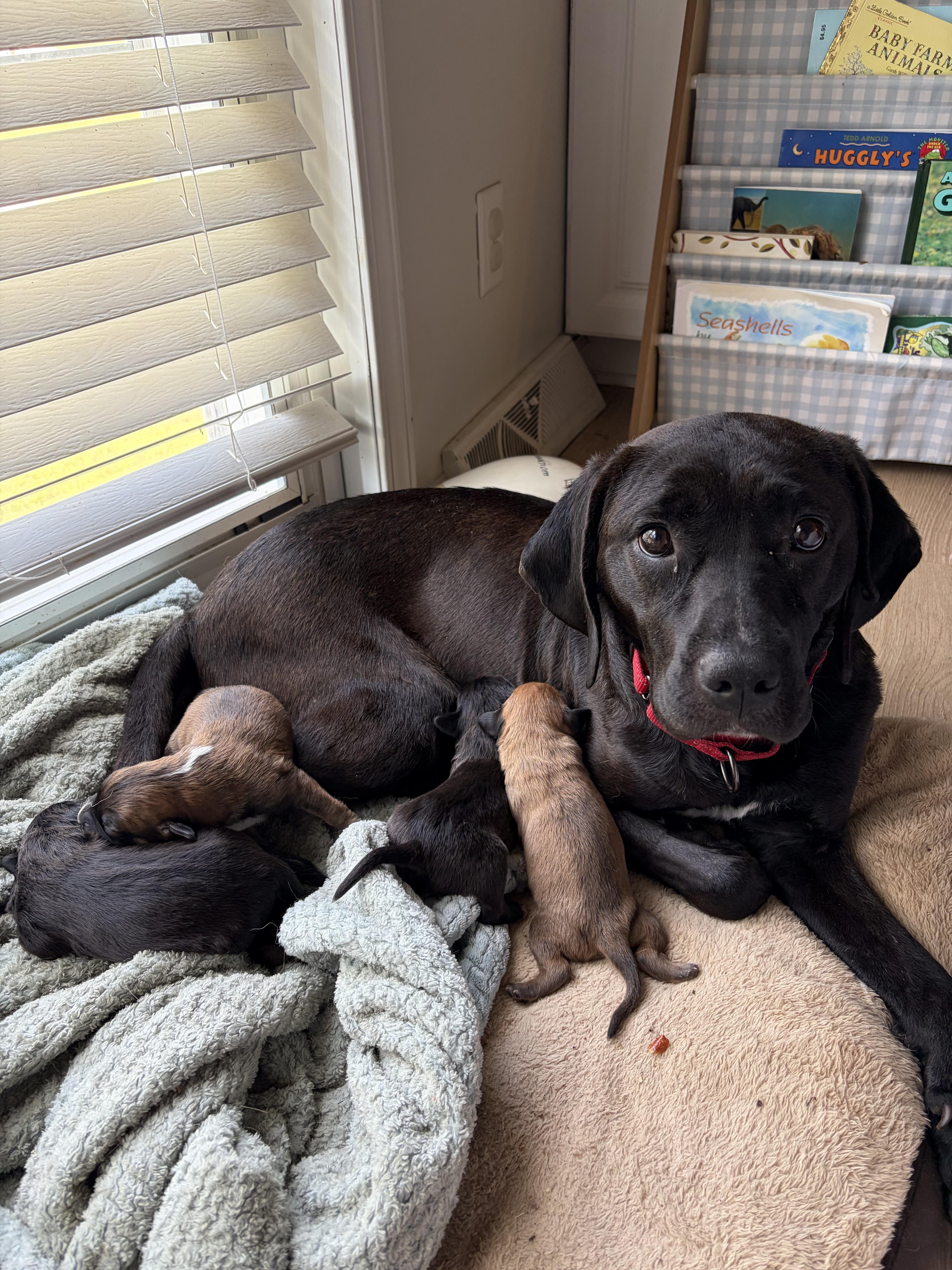 DOLLY, a ADOPTABLE mixed breed in Fuquay Varina, NC image 3/3