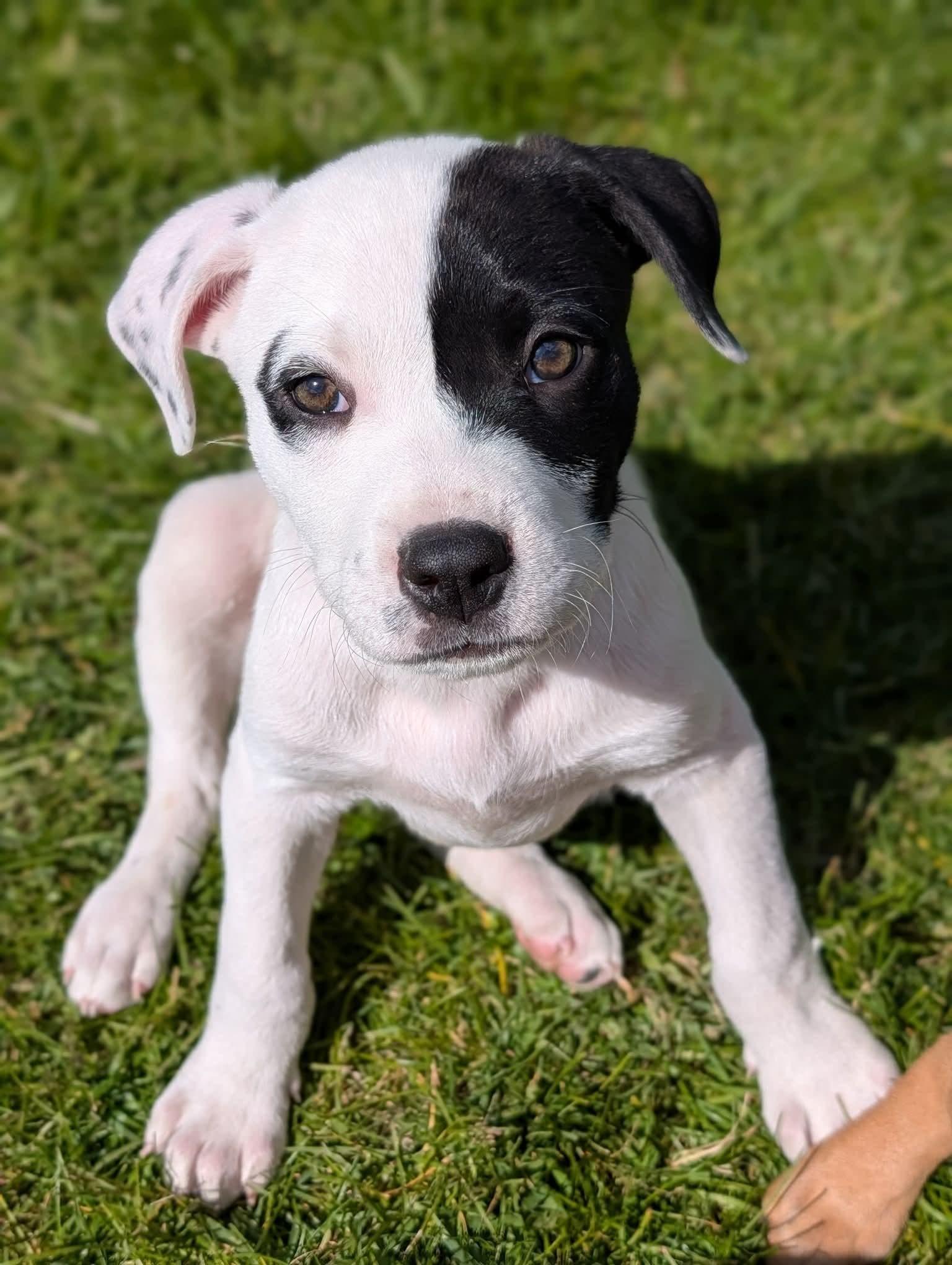 Enlarge Bobby, a ADOPTABLE mixed breed in Byron, IL image 1/2