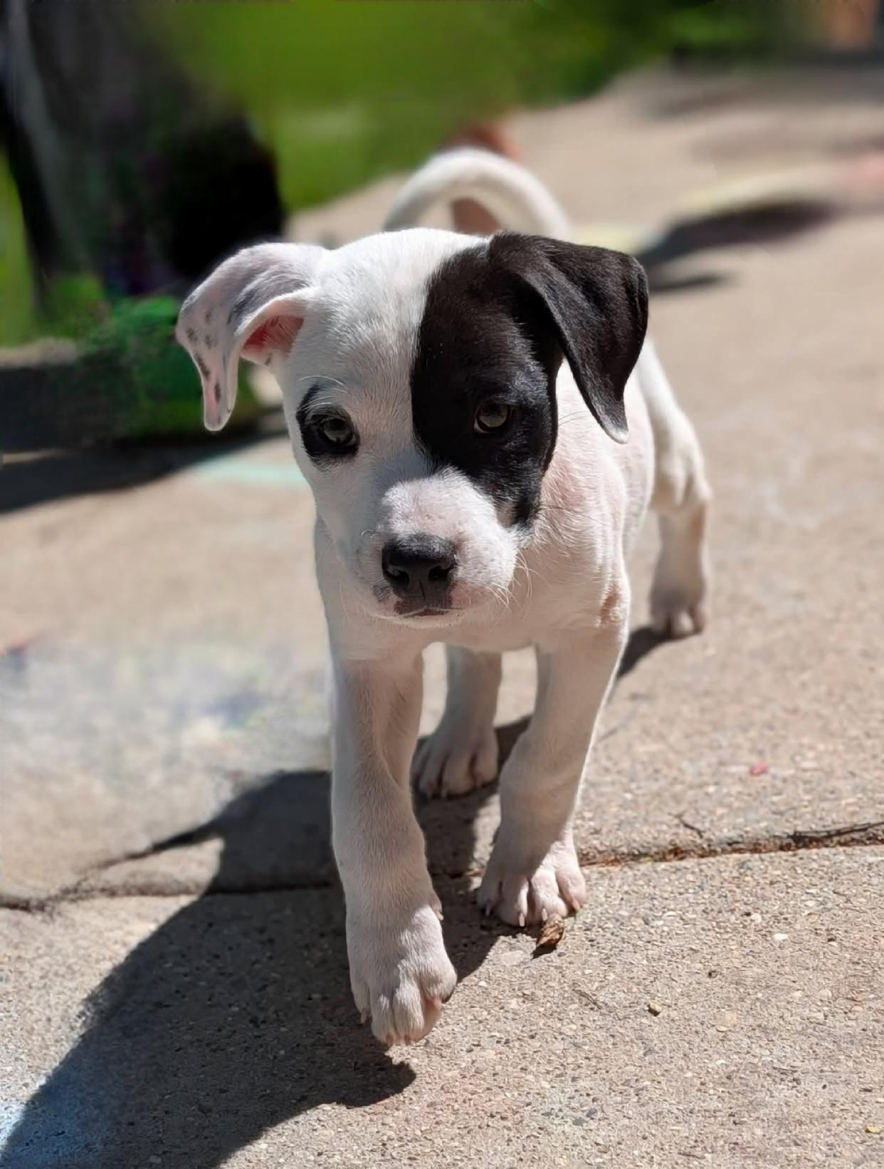 Enlarge Bobby, a ADOPTABLE mixed breed in Byron, IL image 2/2