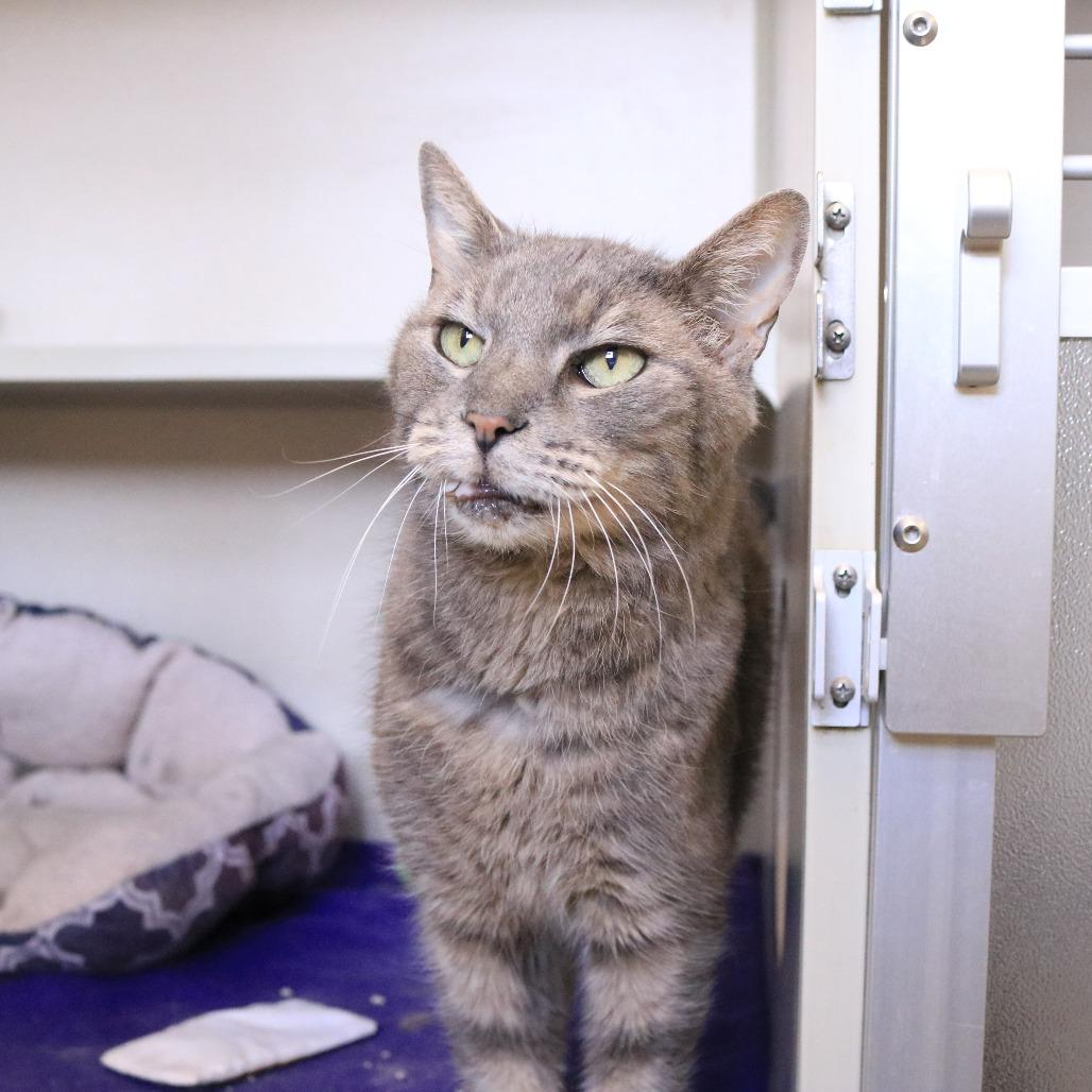Enlarge Jonah, a Adoptable Domestic Short Hair in Rifle, CO image 1/5