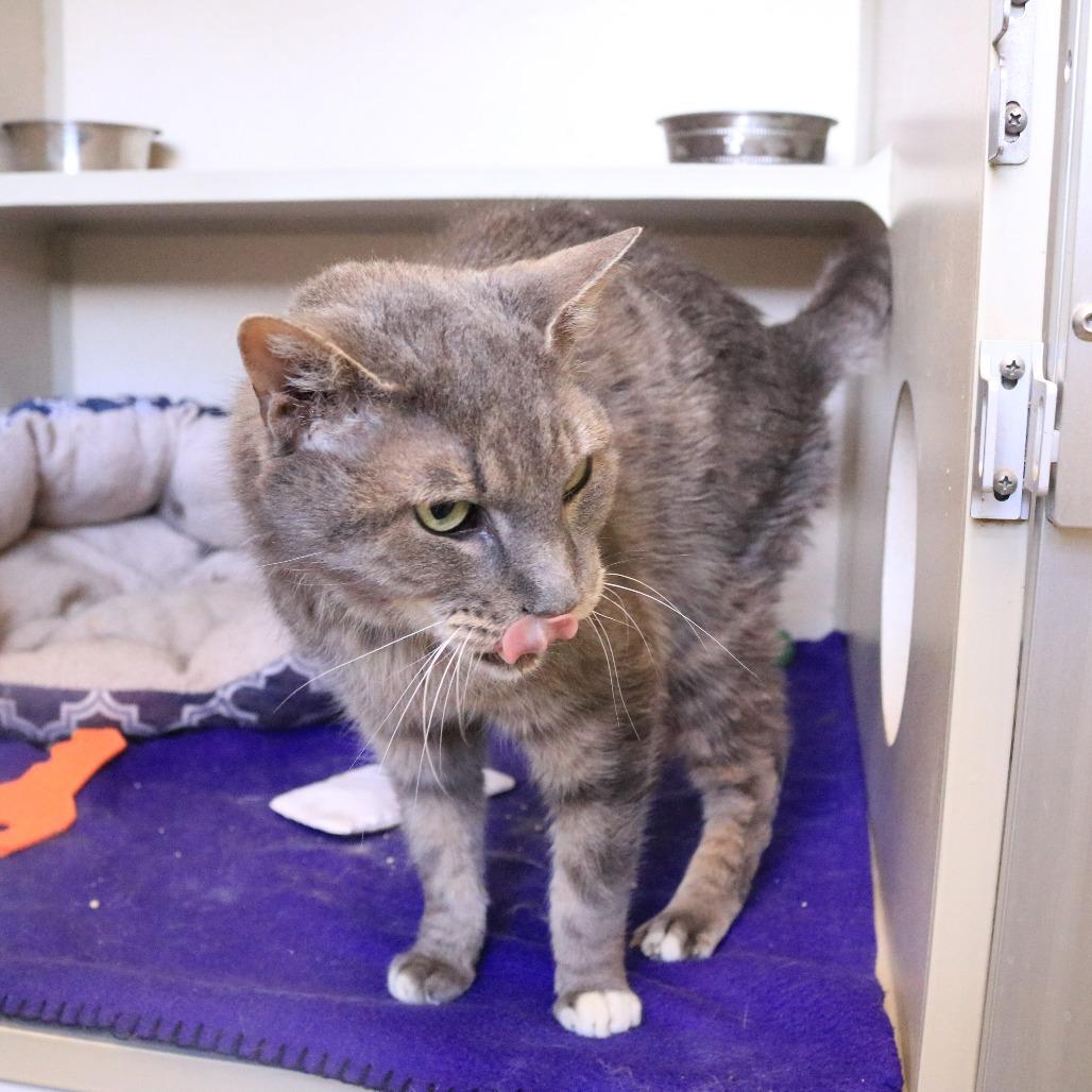 Enlarge Jonah, a Adoptable Domestic Short Hair in Rifle, CO image 2/5