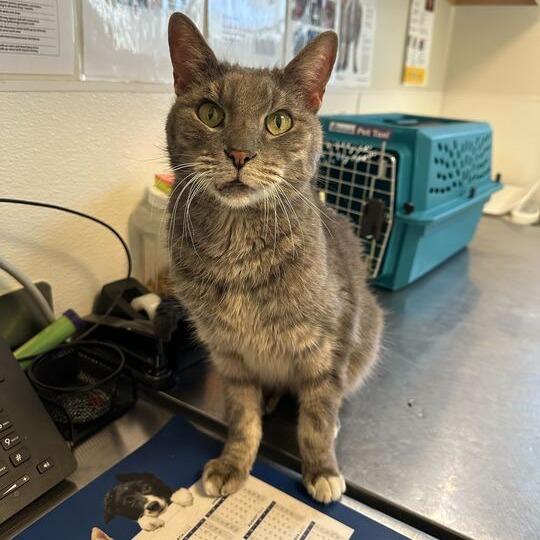 Enlarge Jonah, a Adoptable Domestic Short Hair in Rifle, CO image 3/5