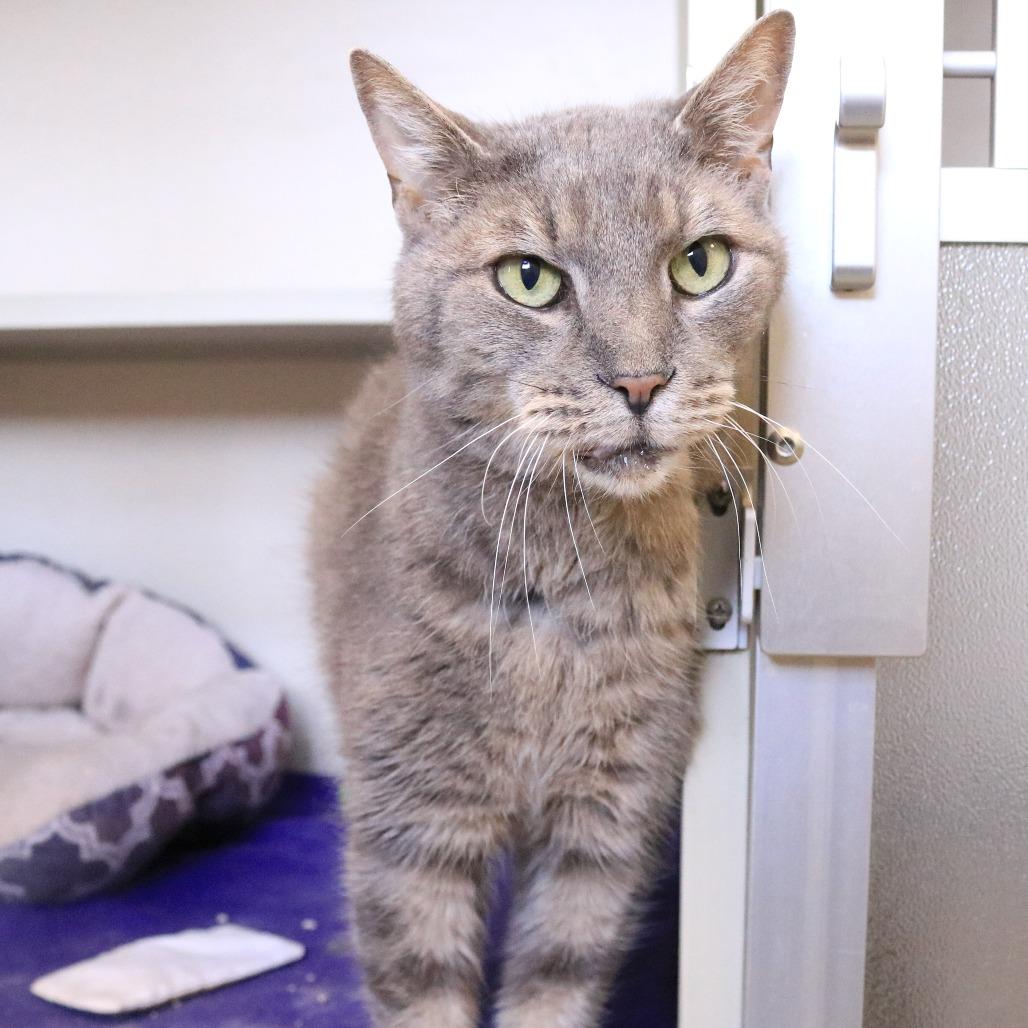 Enlarge Jonah, a Adoptable Domestic Short Hair in Rifle, CO image 4/5
